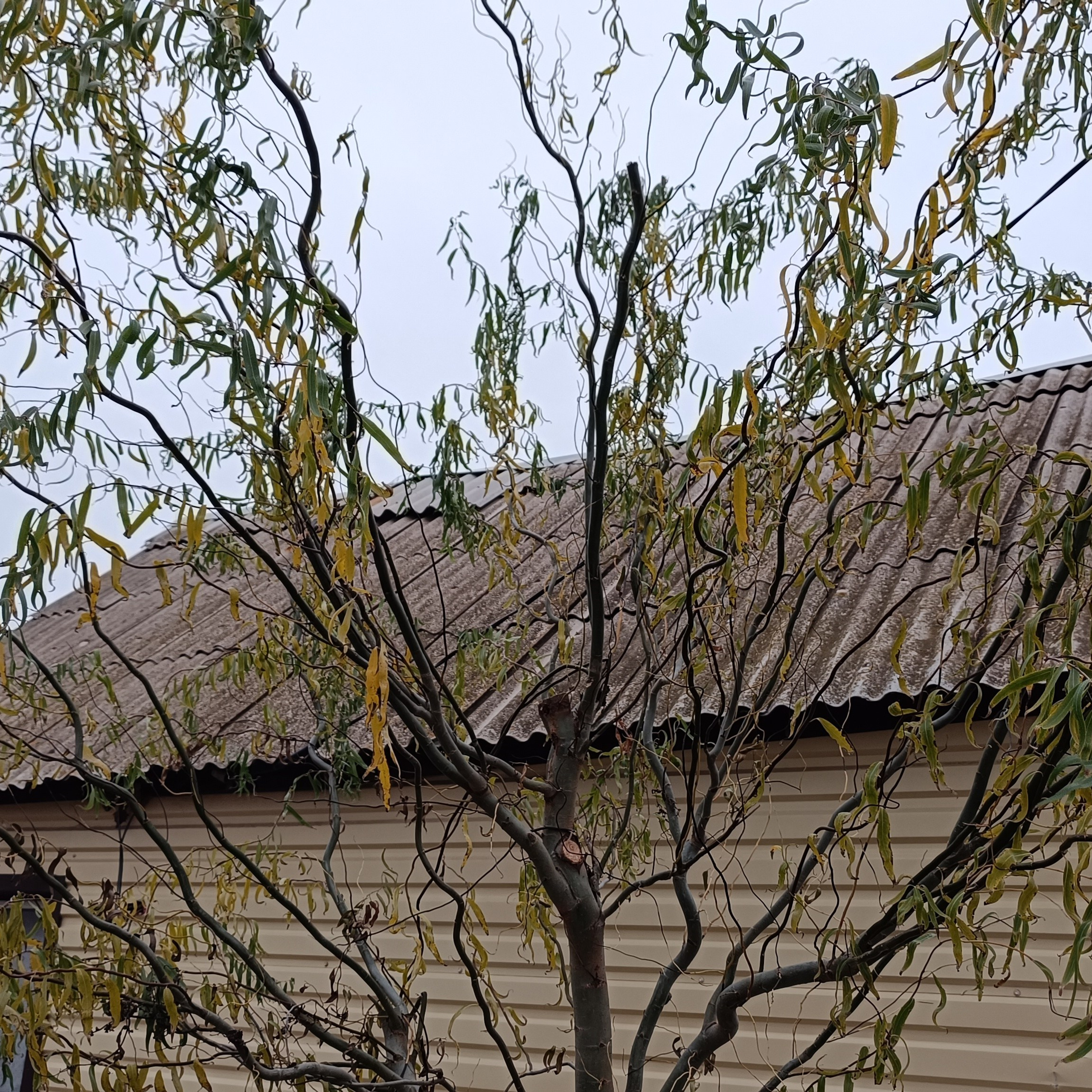 Фототерапия. Марина Рыбкина — Глубинная психология