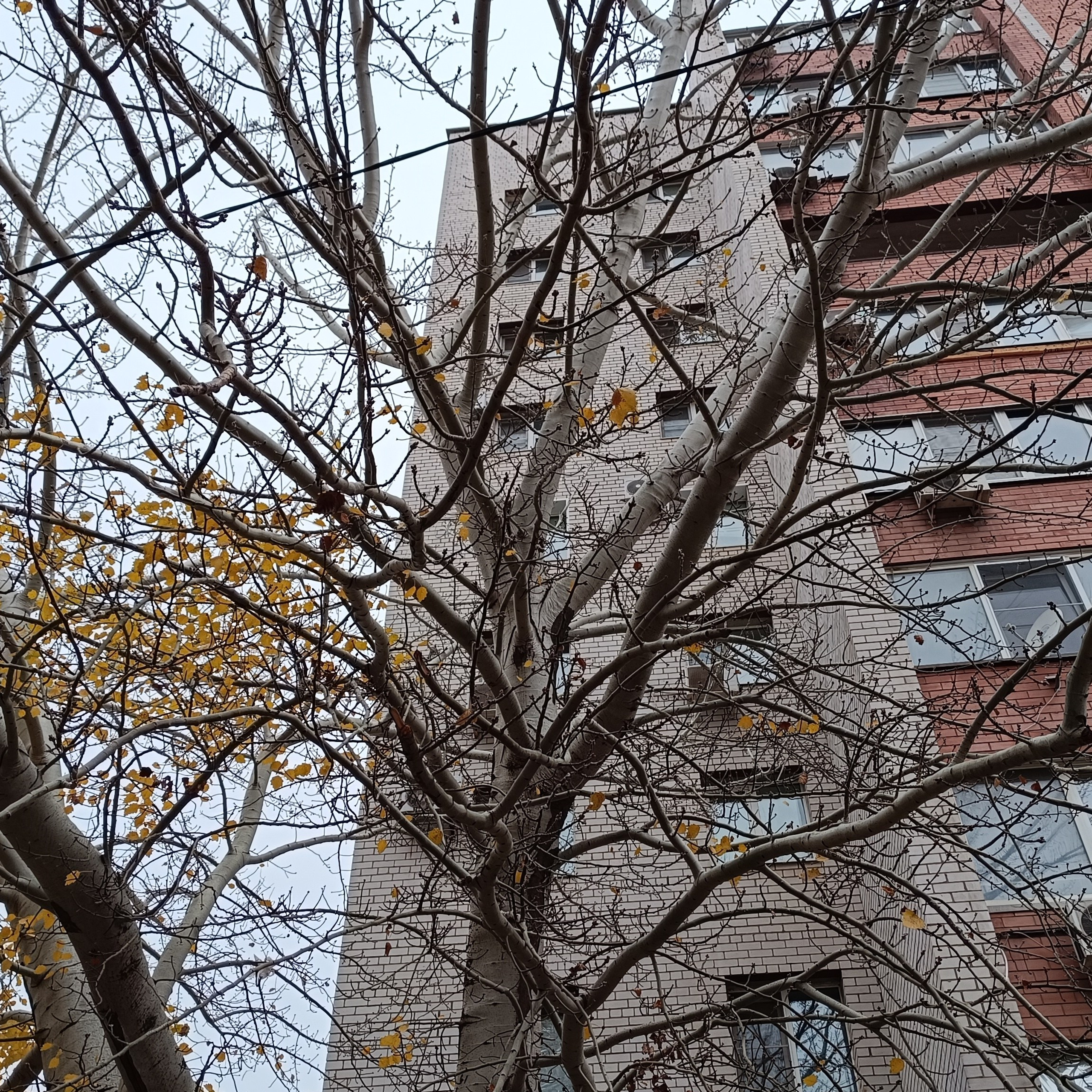 Фототерапия. Марина Рыбкина — Глубинная психология