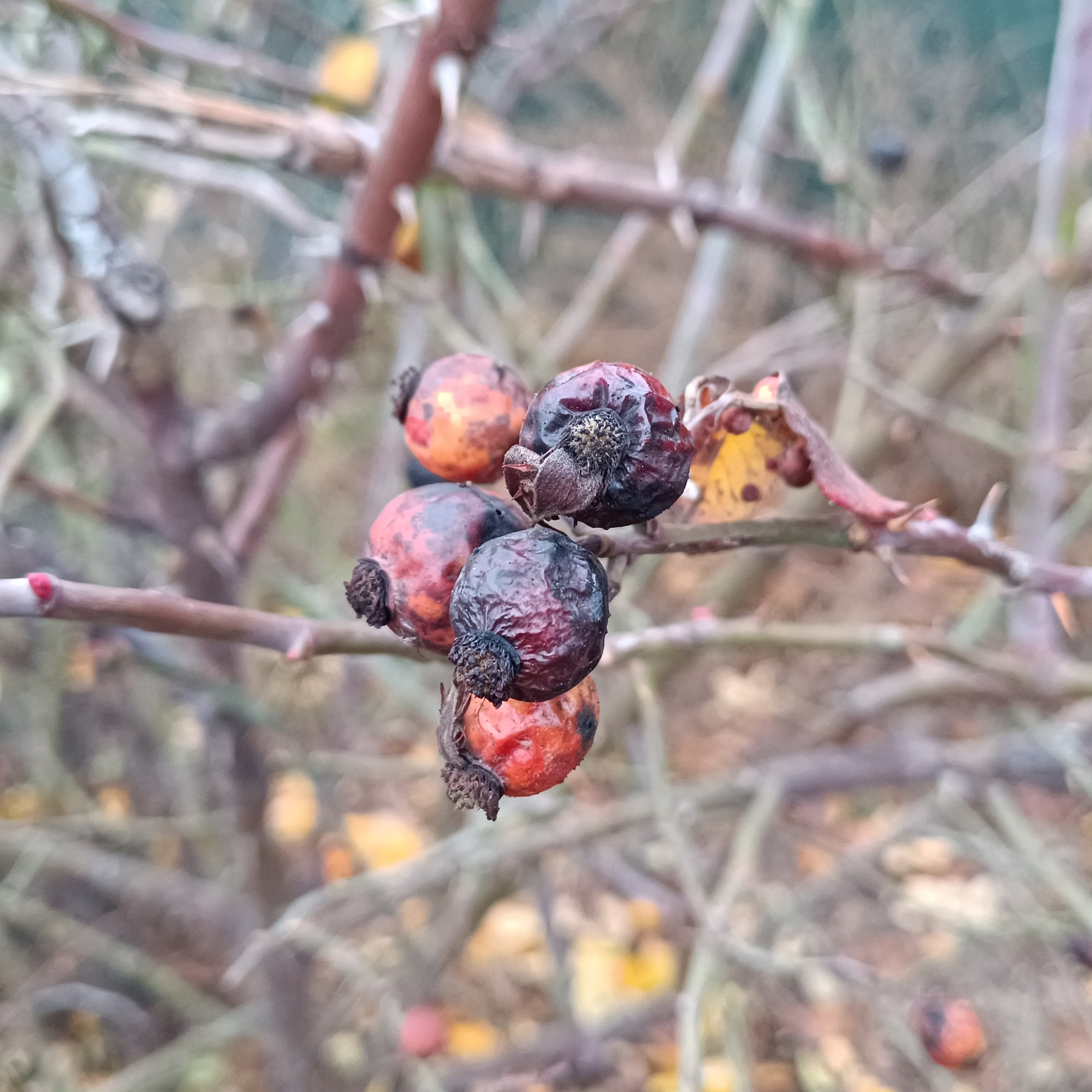 Фототерапия. Марина Рыбкина — Глубинная психология