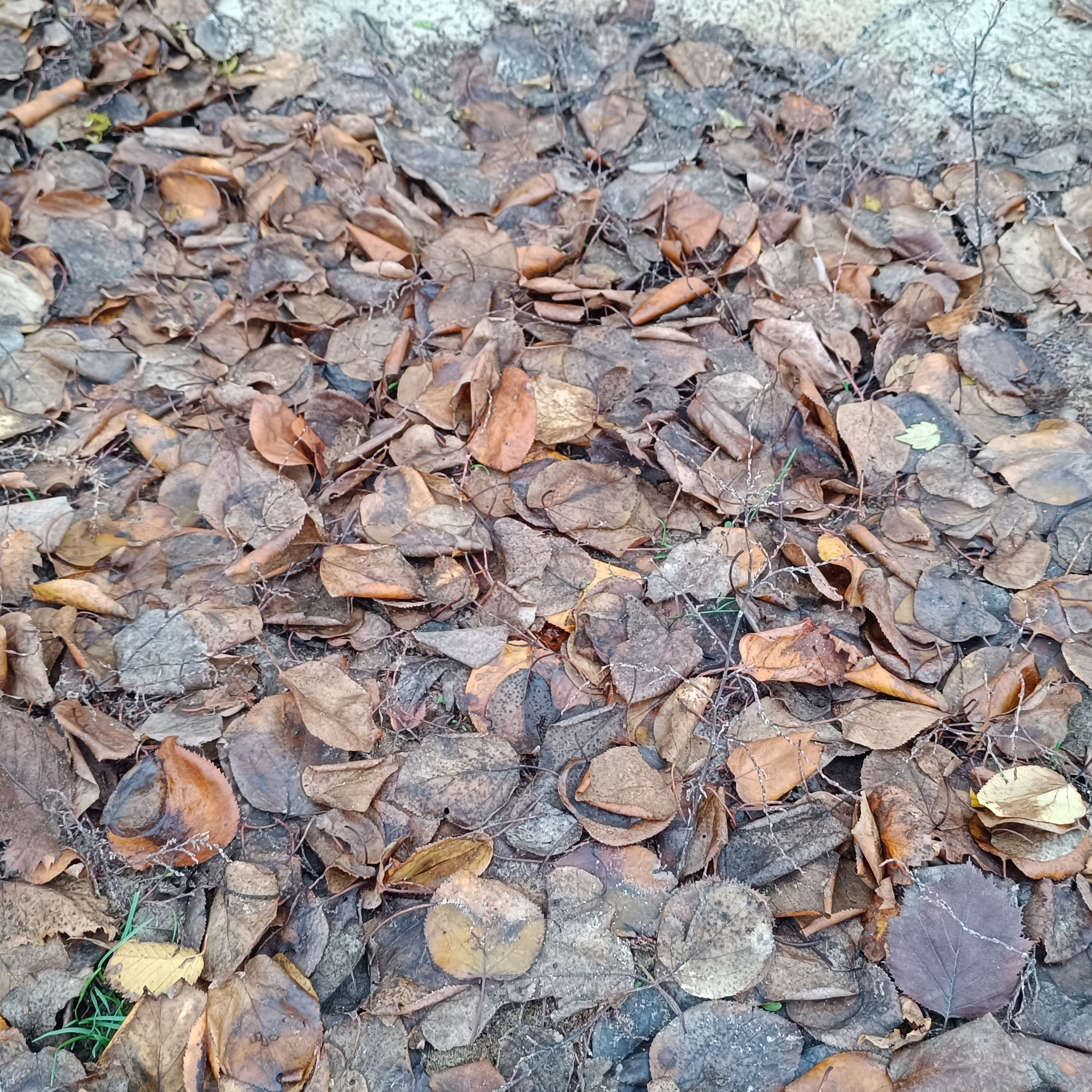 Фототерапия. Марина Рыбкина — Глубинная психология