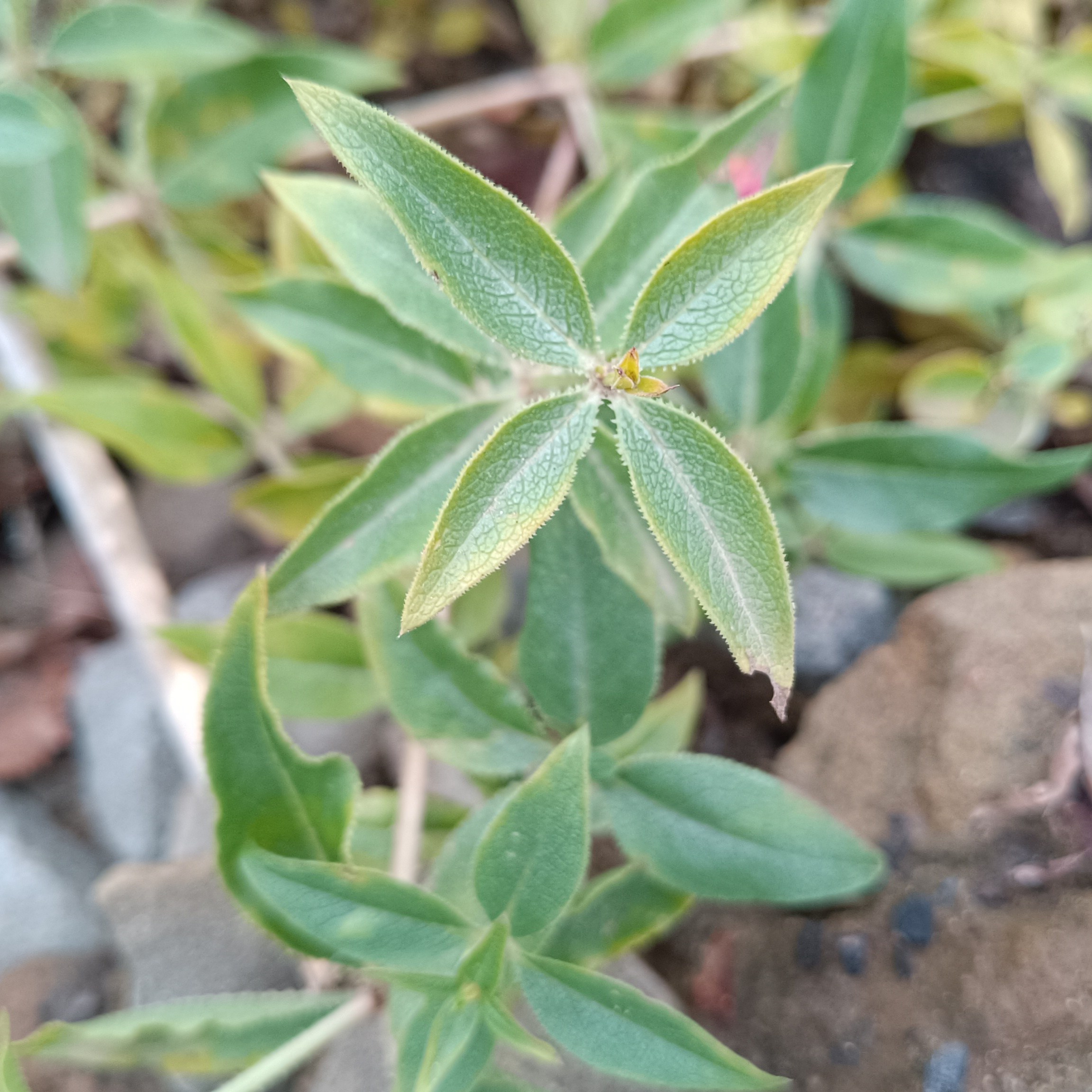 Фототерапия. Марина Рыбкина — Глубинная психология