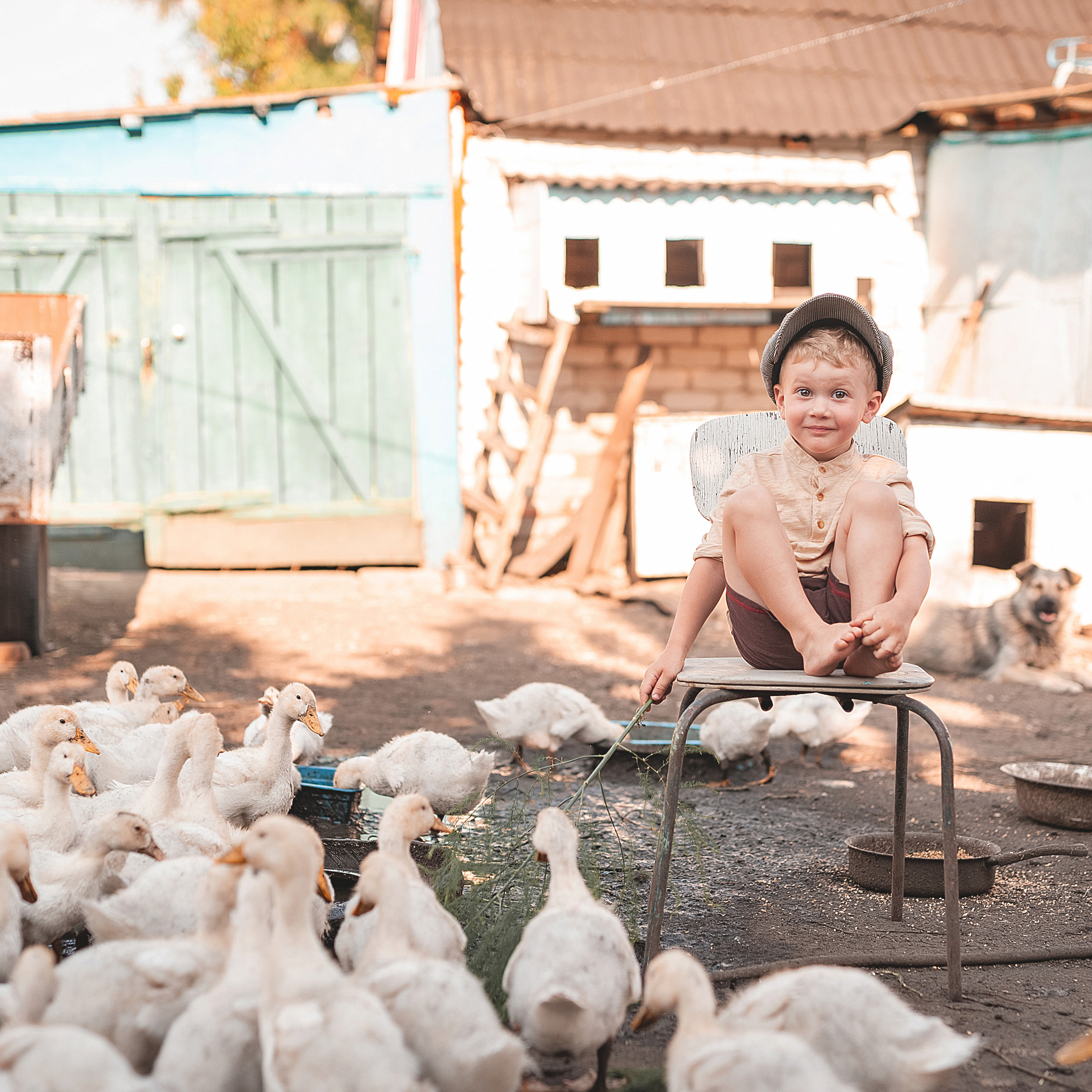 Птичий двор