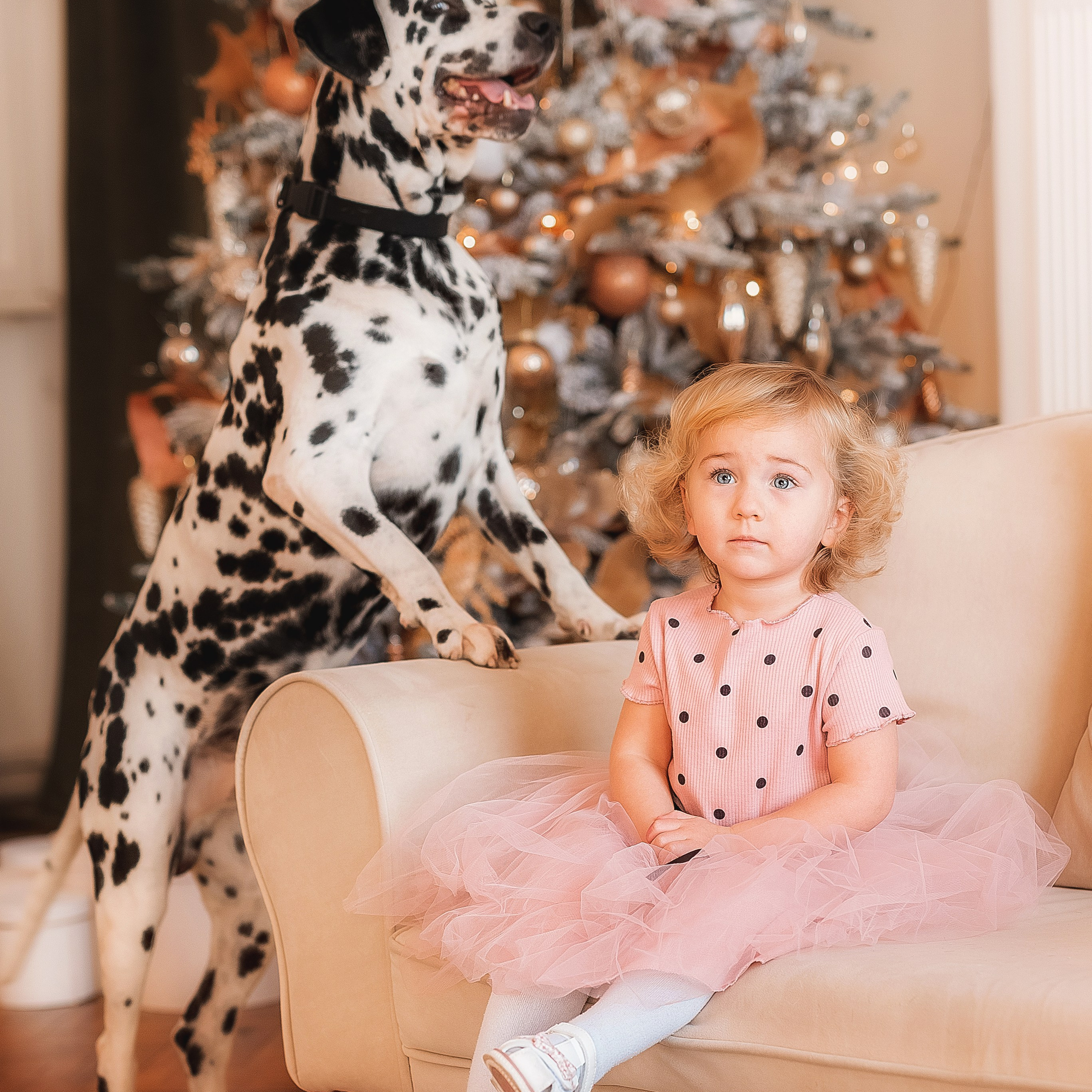 Фотосессия с далматинцем