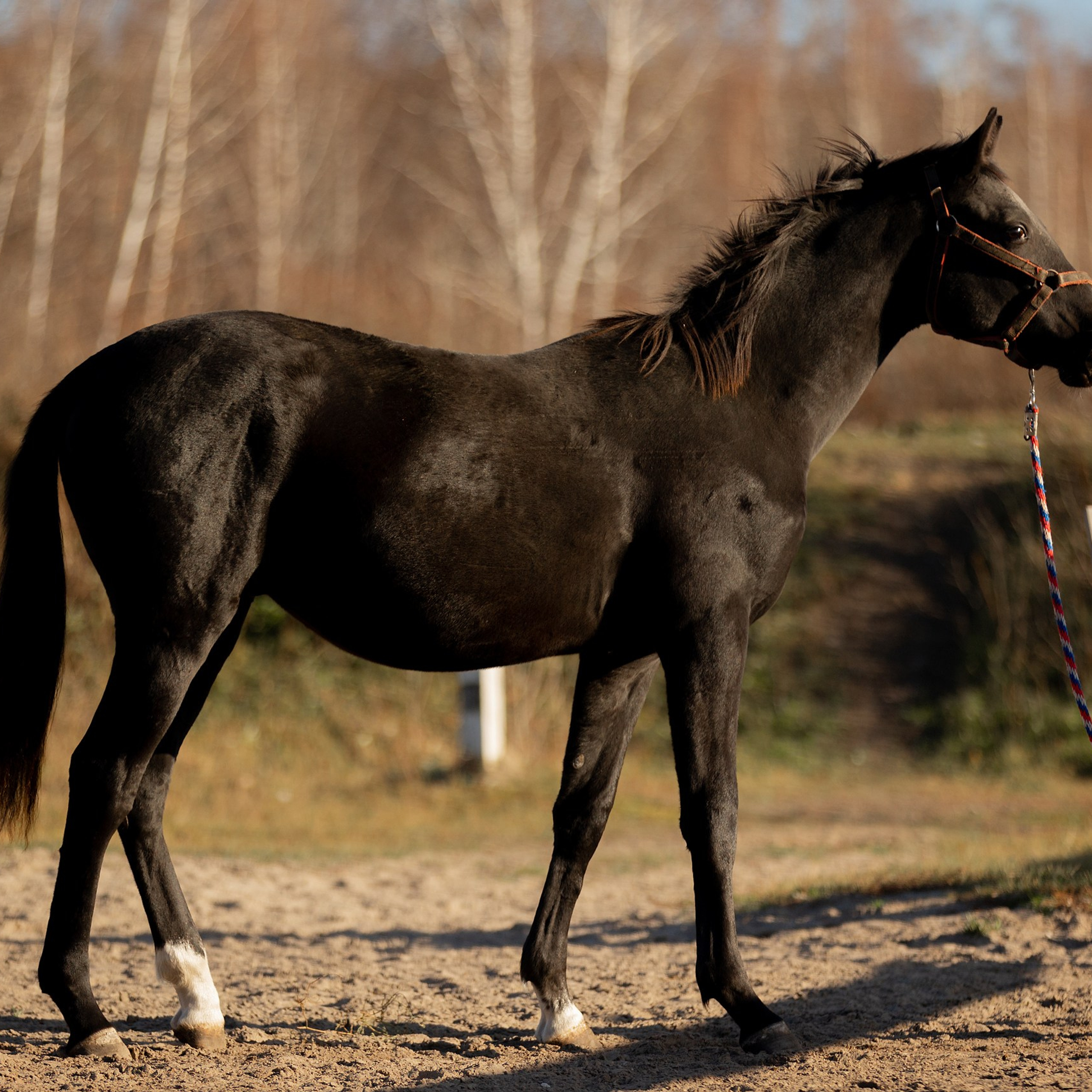 Отзывы. Конный фотограф Валынкина Лера