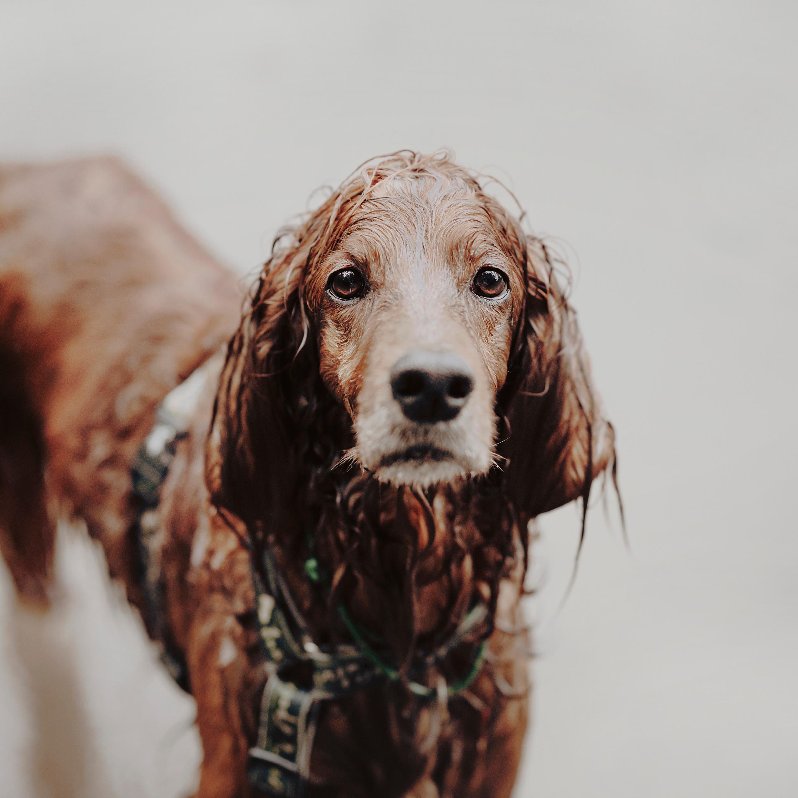 Отзывы. Фотограф- анималист Александра Матвеева