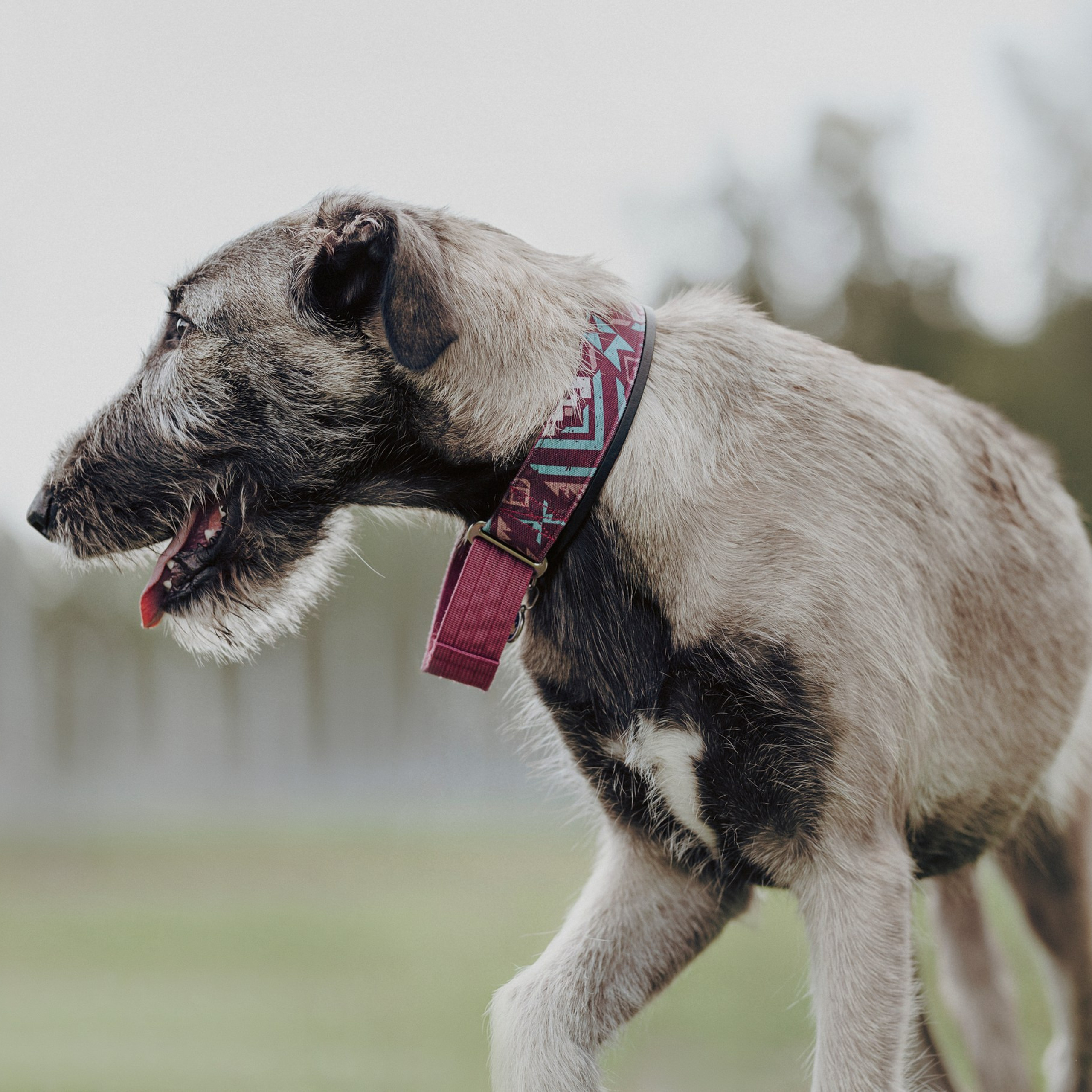 Отзывы. Фотограф- анималист Александра Матвеева