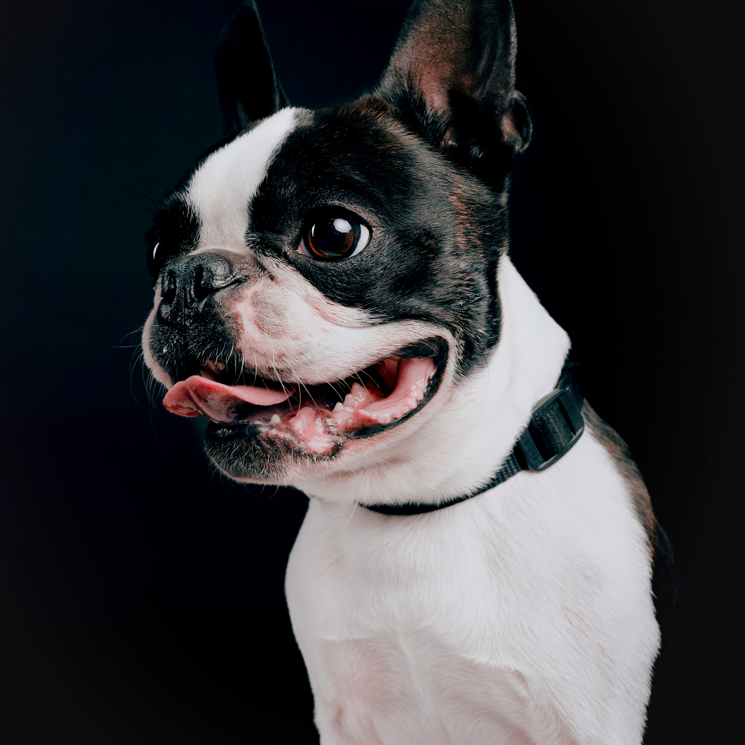 Отзывы. Фотограф- анималист Александра Матвеева