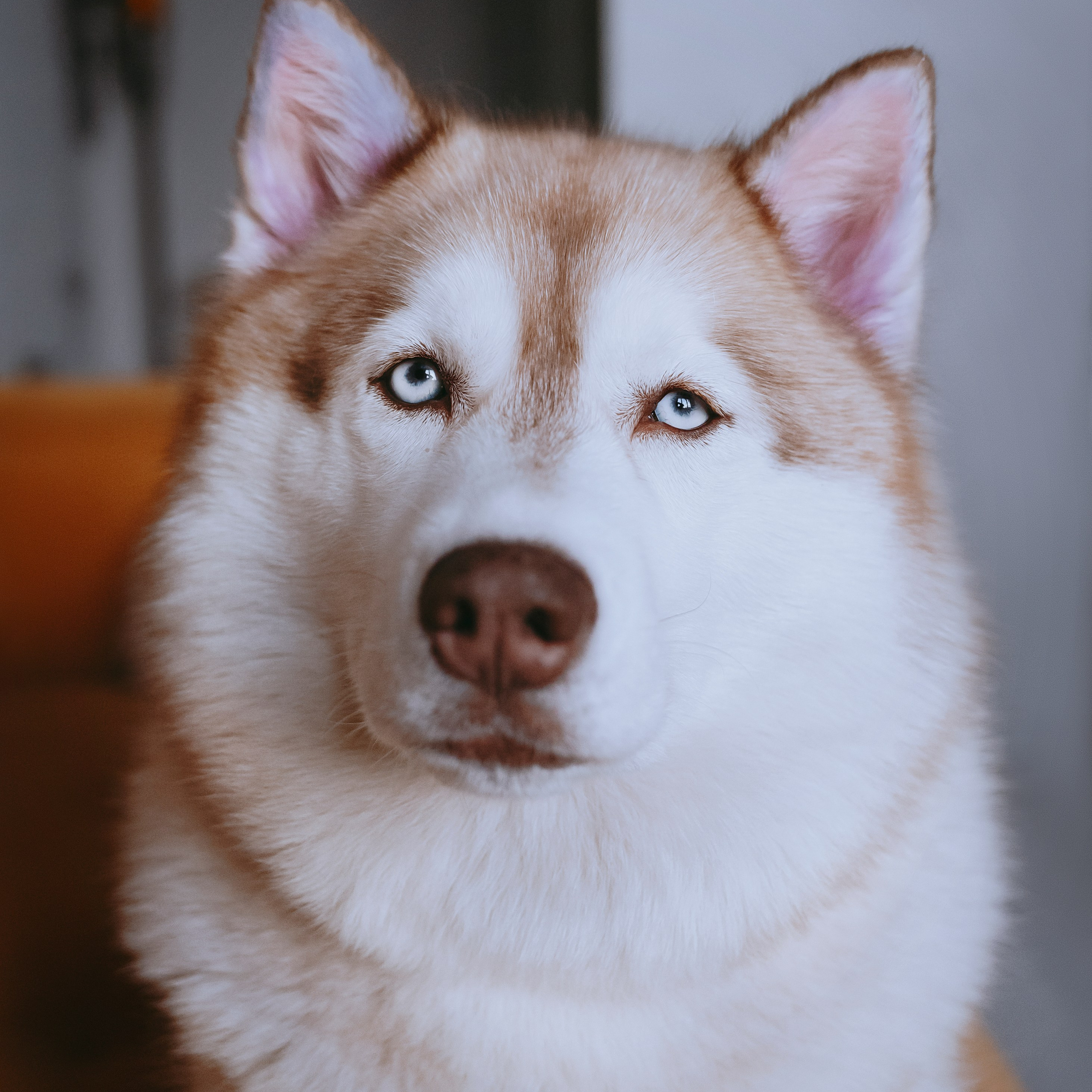 Отзывы. Фотограф- анималист Александра Матвеева