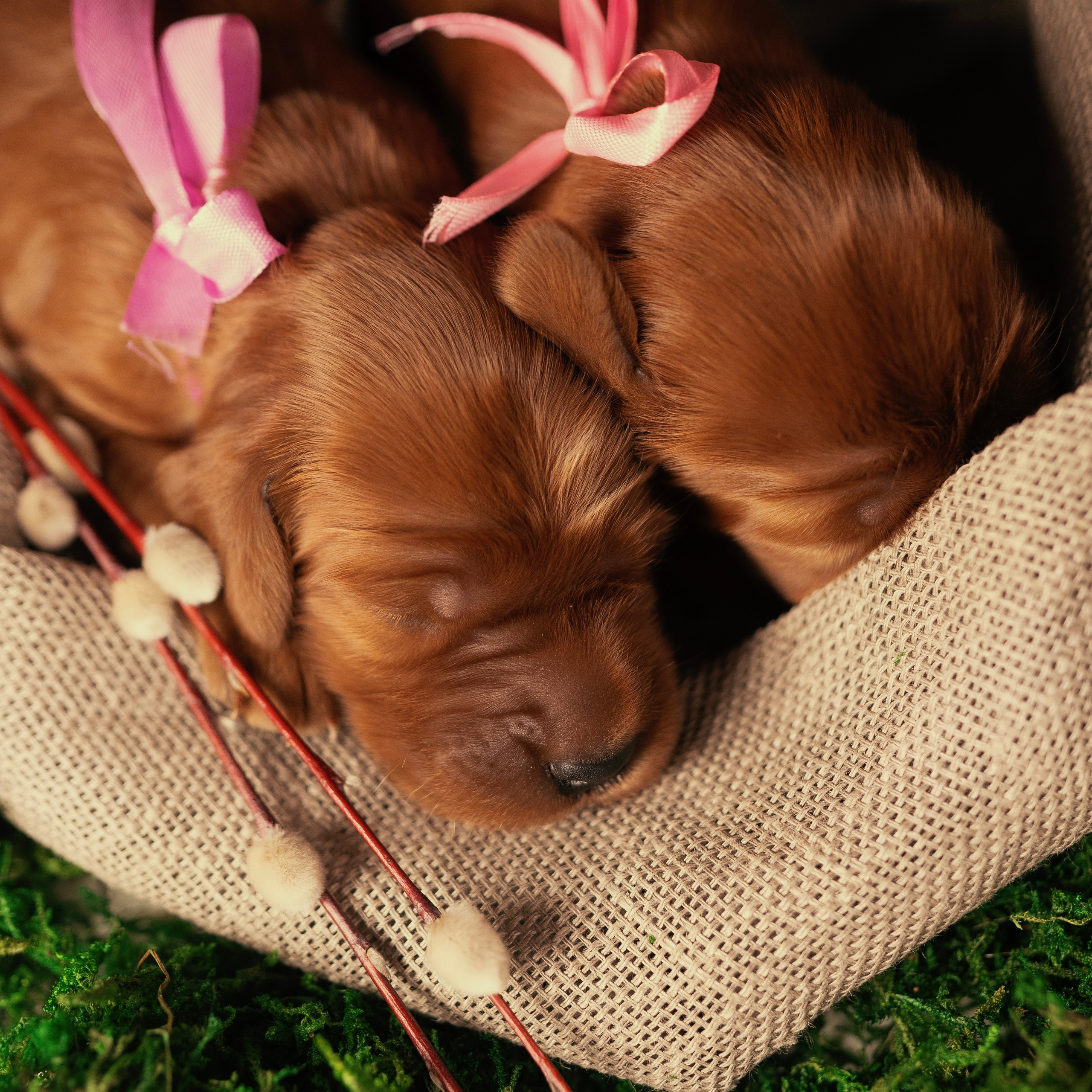 Красные ирландские сеттеры