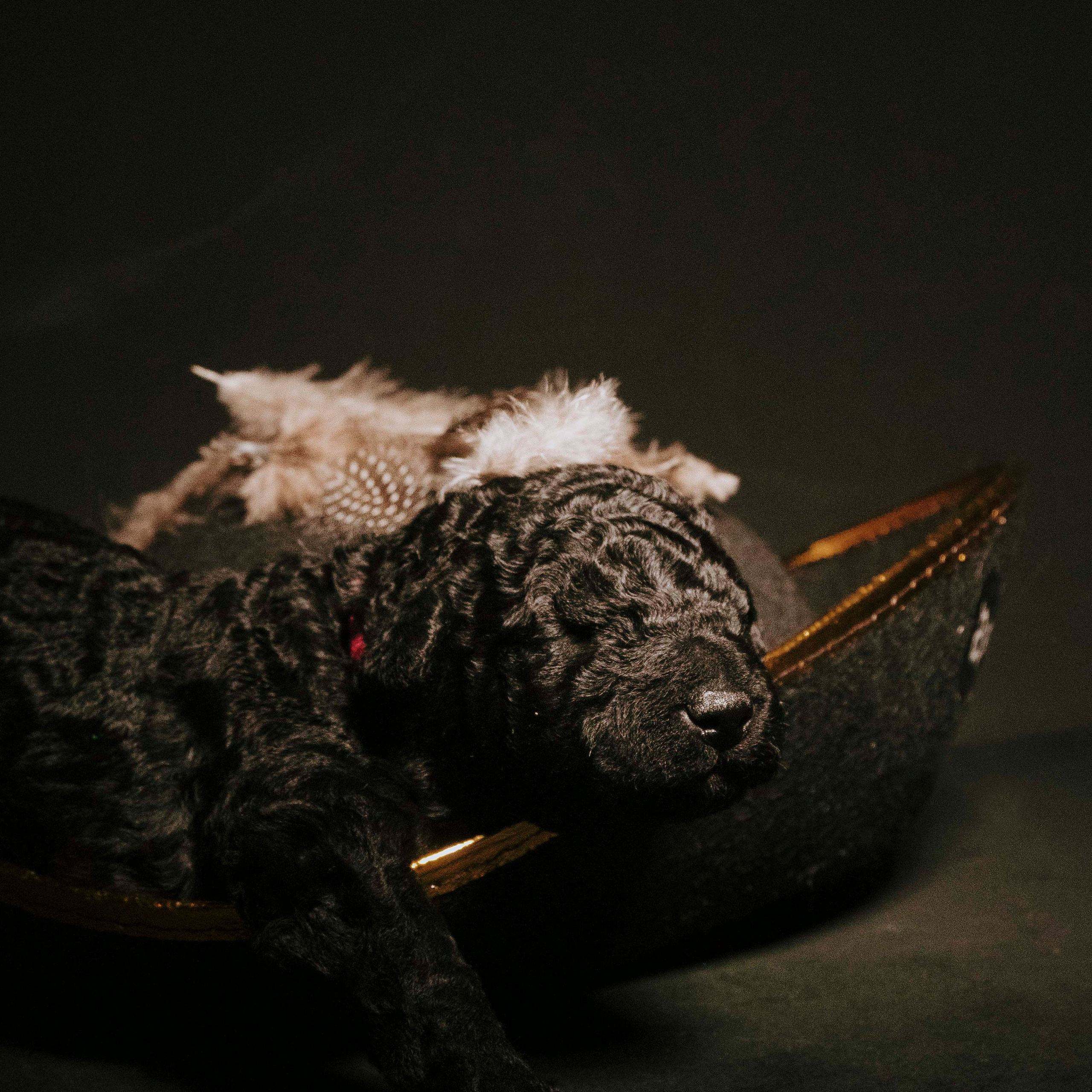 Испанские водяные