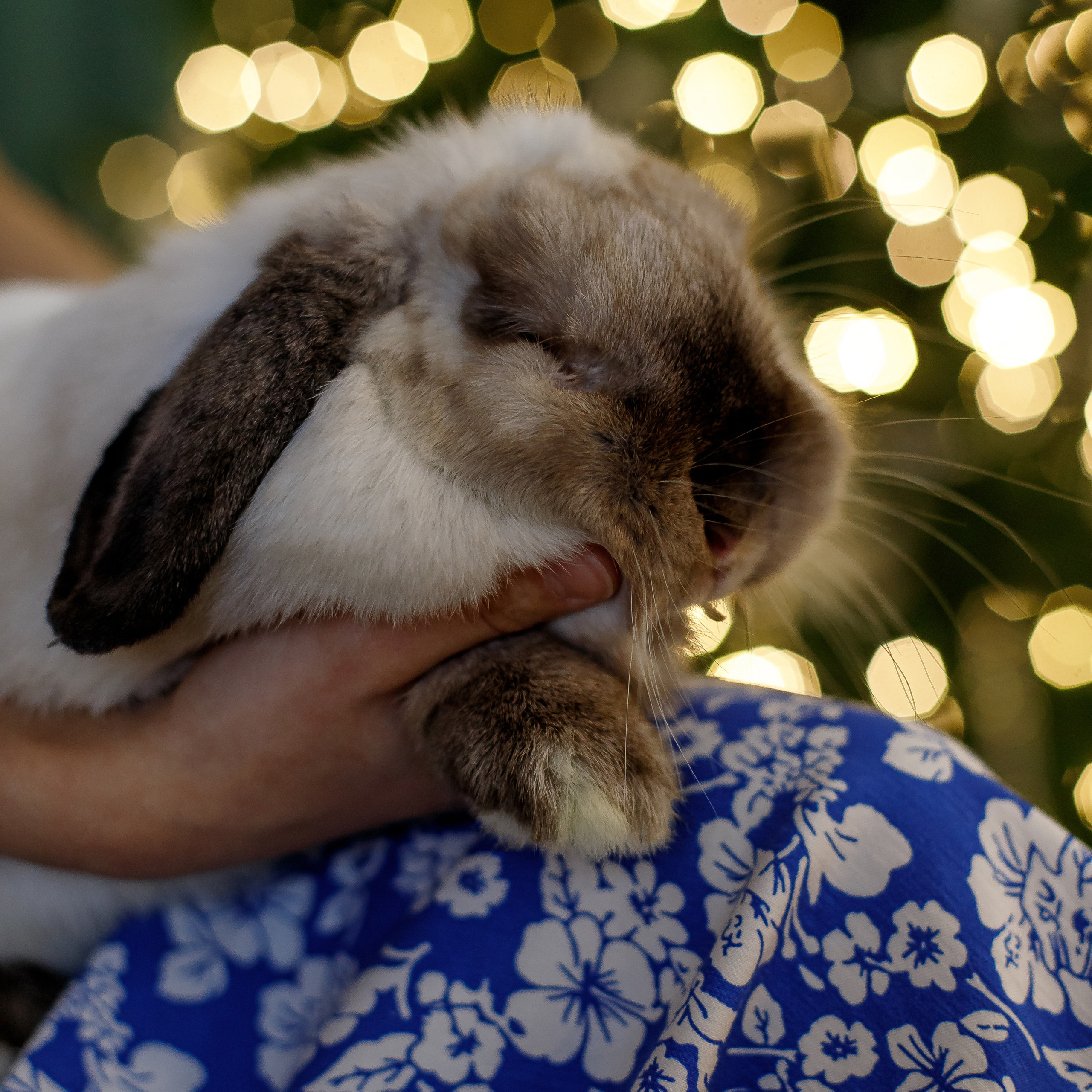 Новогодний сезон 2023