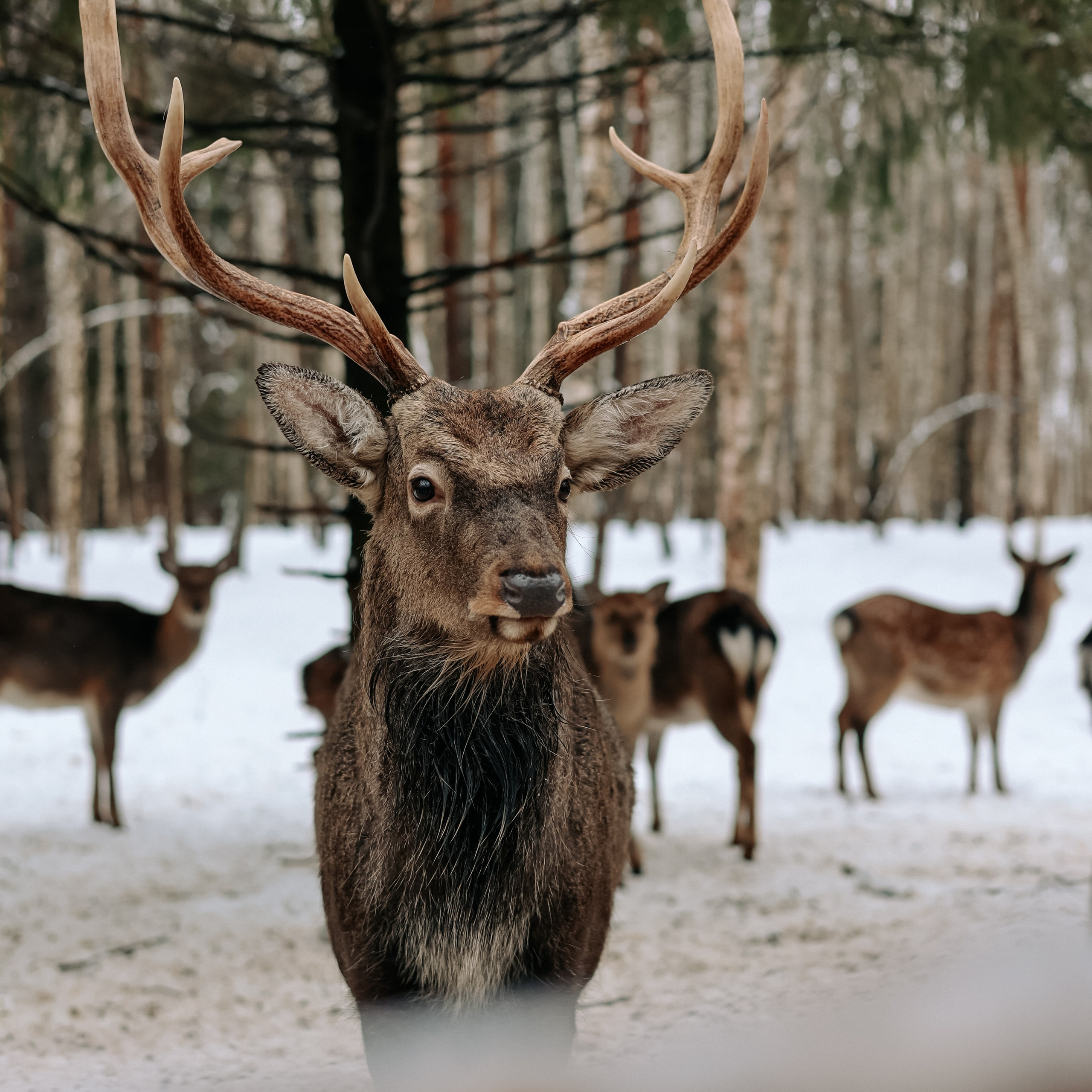 Экскурсия «Мир оленей»