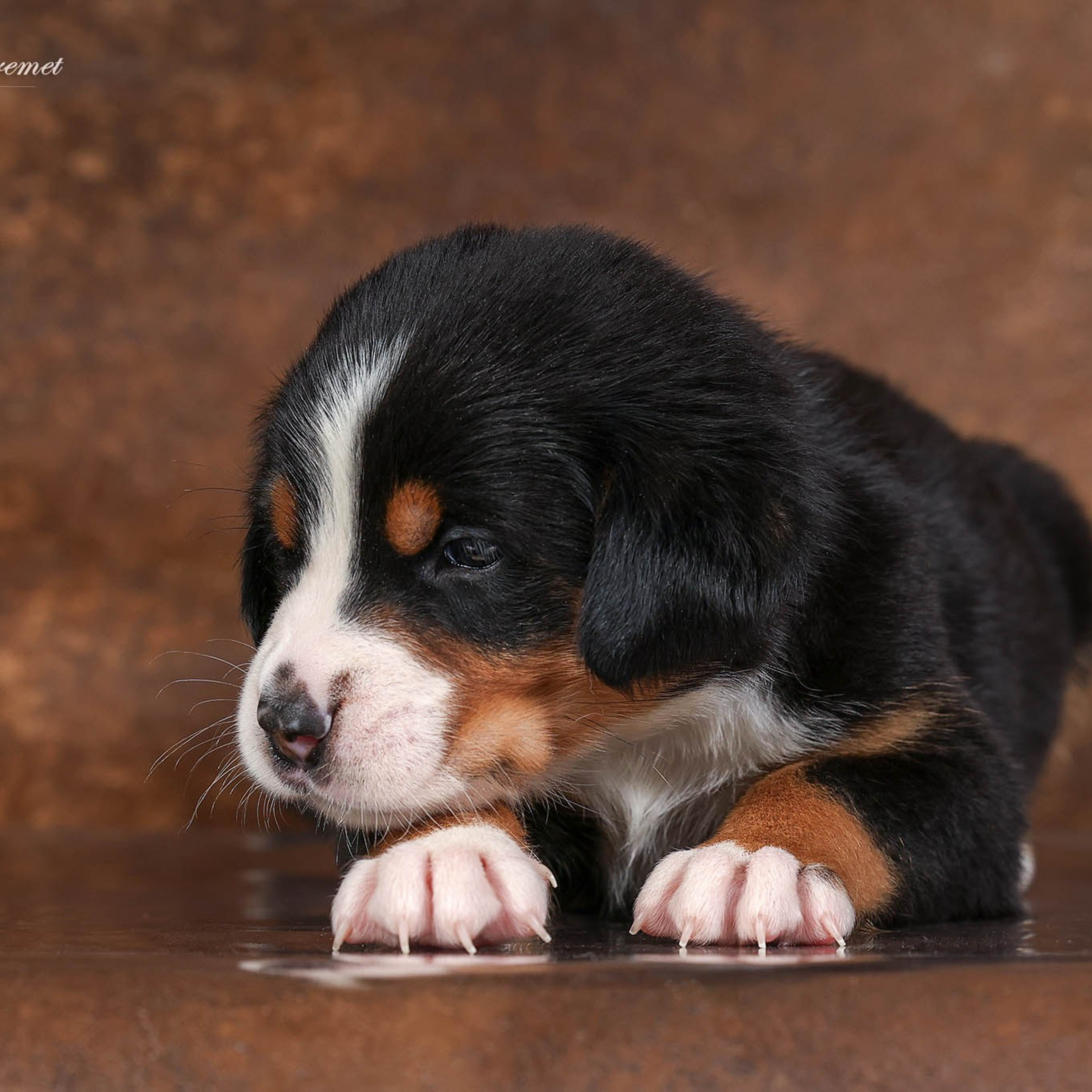Щенки зенненхунда. Питомник Больших Швейцарских Зенненхундов в Калужской области