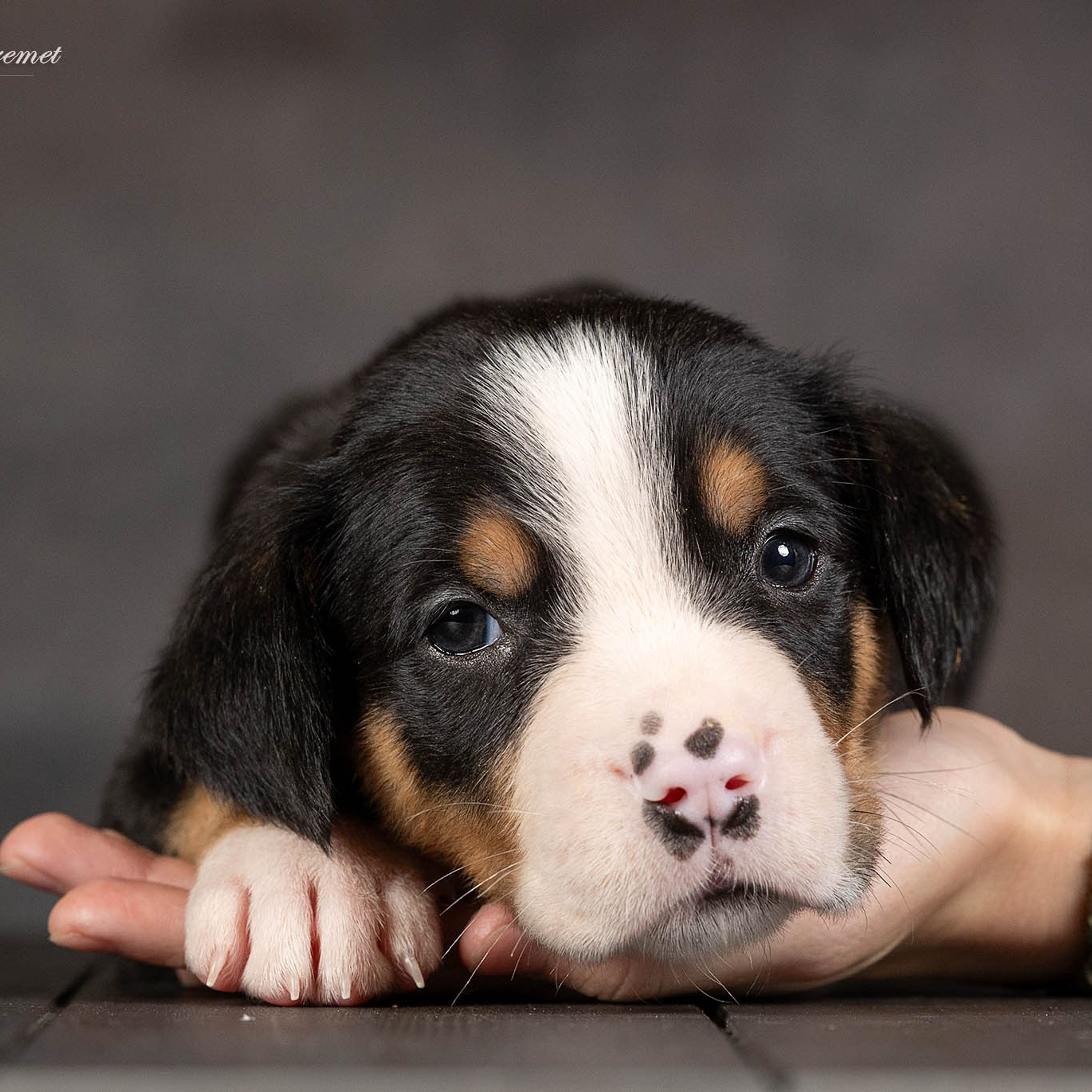 Щенки зенненхунда. Питомник Больших Швейцарских Зенненхундов в Калужской области