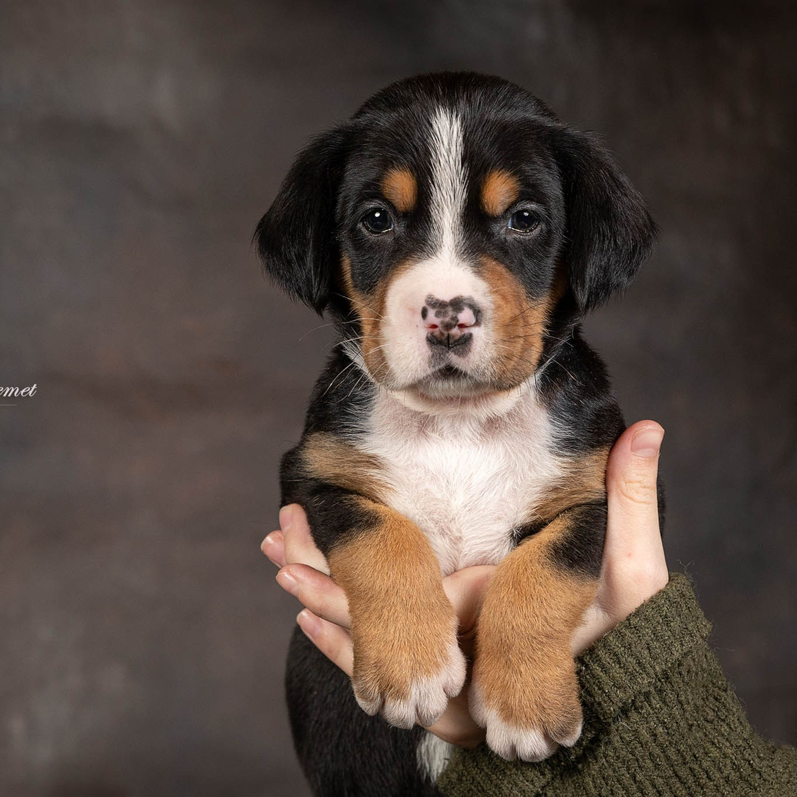 Щенки зенненхунда. Питомник Больших Швейцарских Зенненхундов в Калужской области