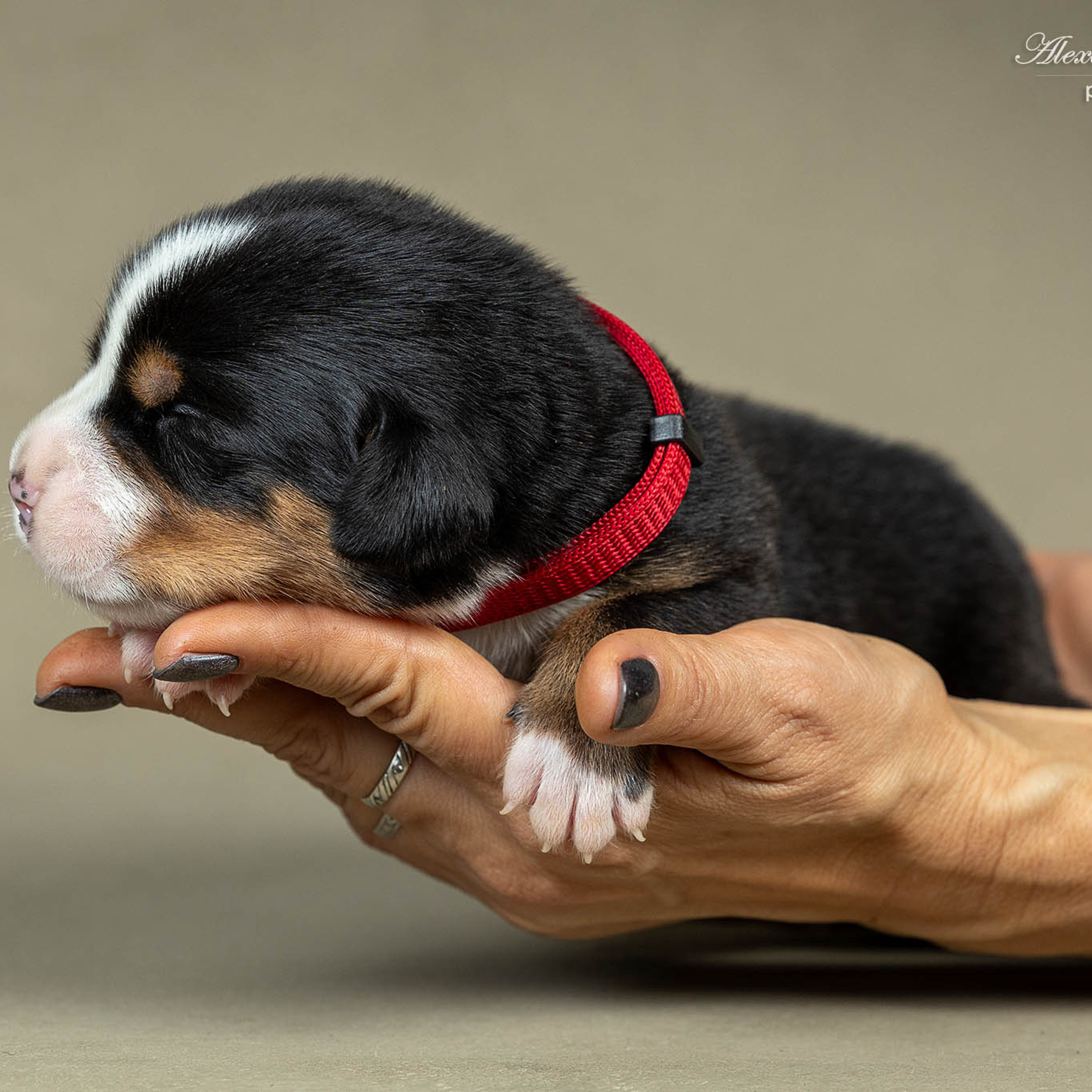 Щенки зенненхунда. Питомник Больших Швейцарских Зенненхундов в Калужской области