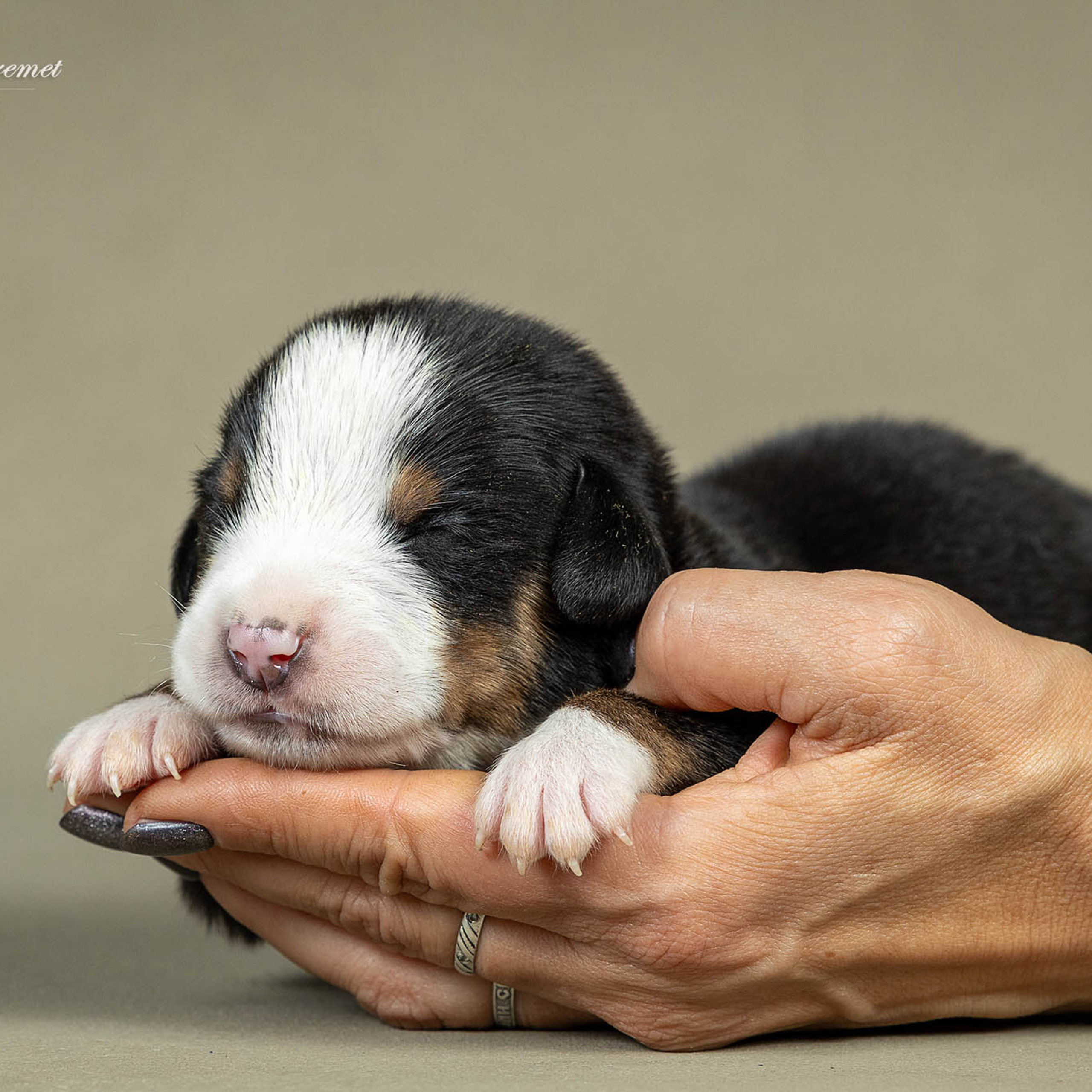 Щенки зенненхунда. Питомник Больших Швейцарских Зенненхундов в Калужской области