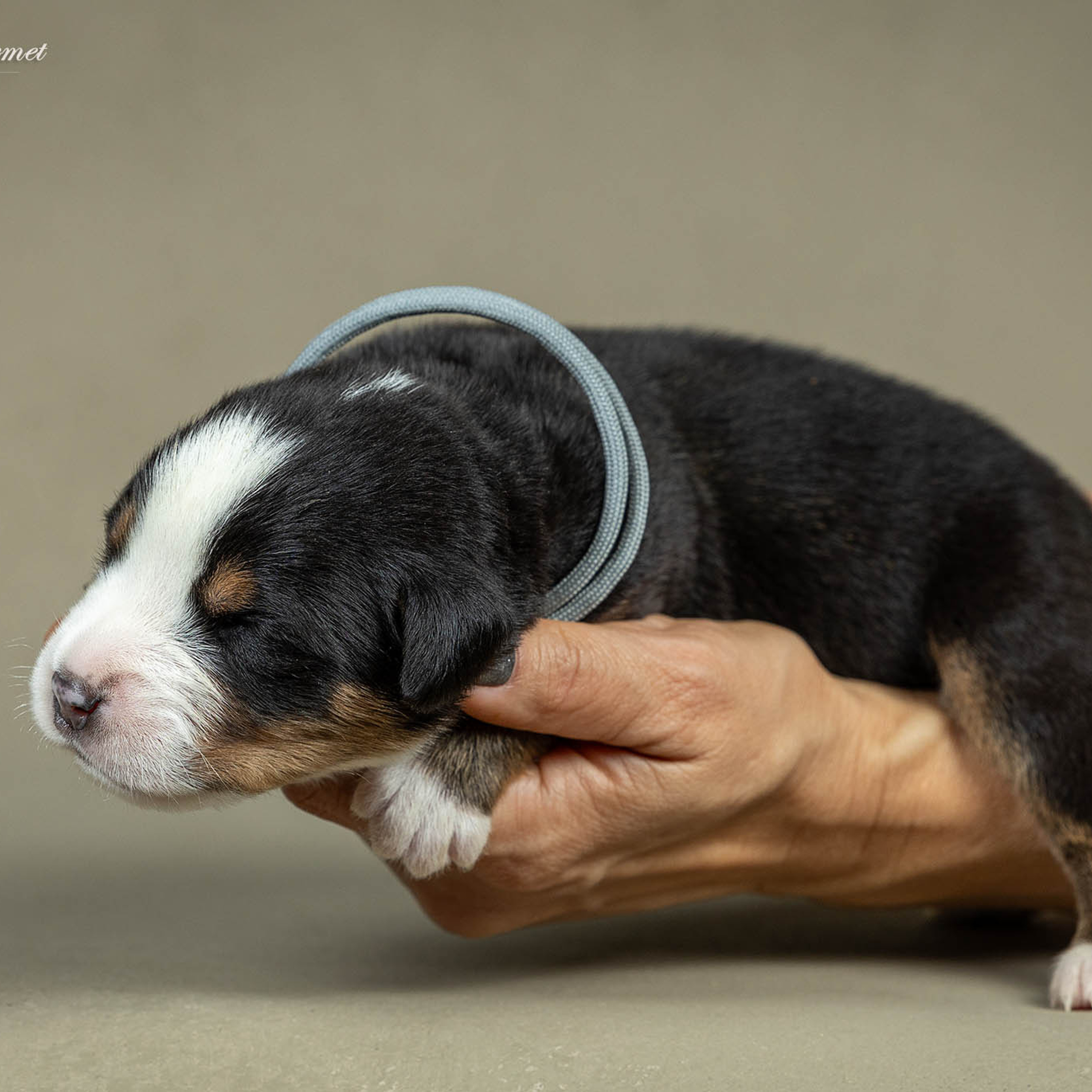 Щенки зенненхунда. Питомник Больших Швейцарских Зенненхундов в Калужской области