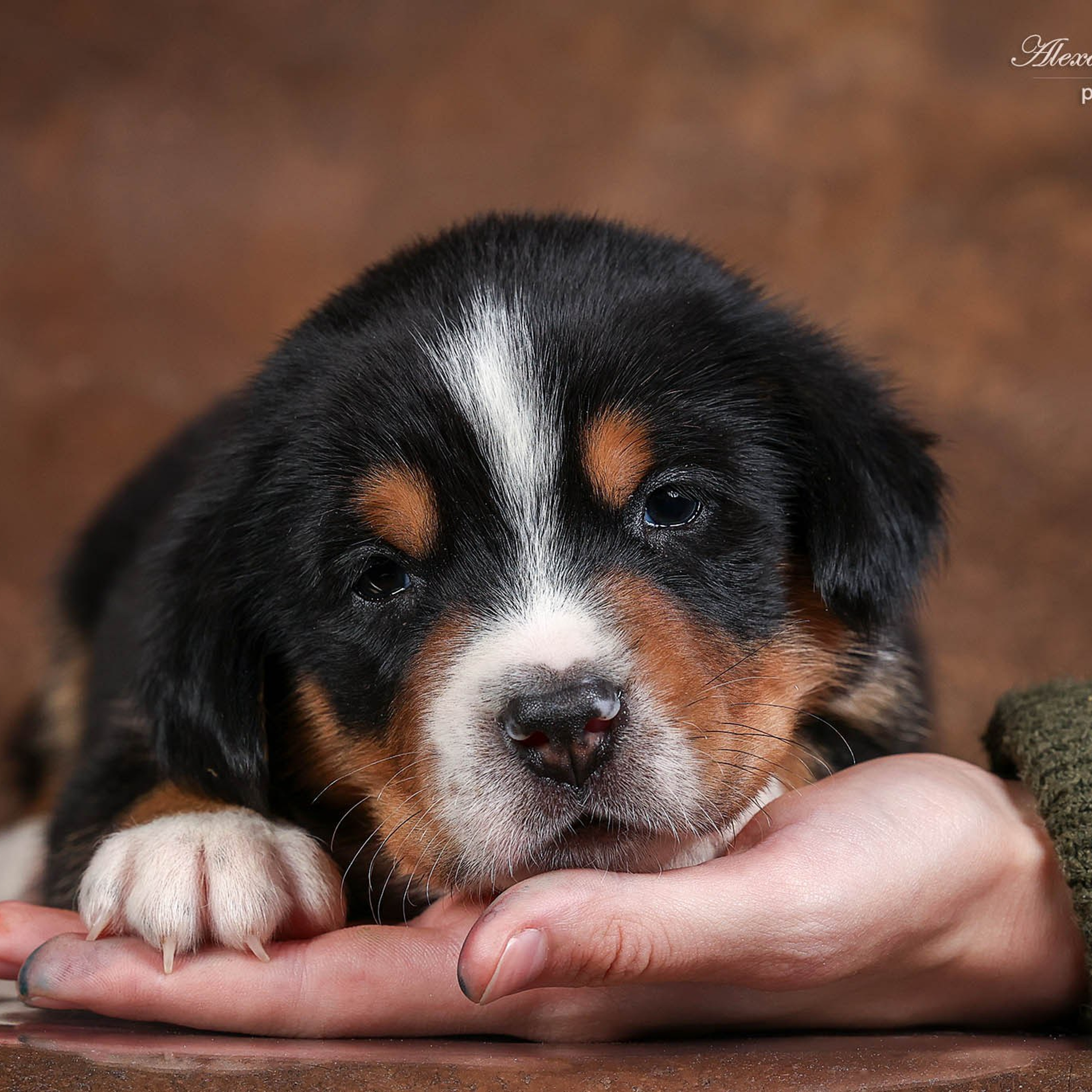 Щенки зенненхунда. Питомник Больших Швейцарских Зенненхундов в Калужской области