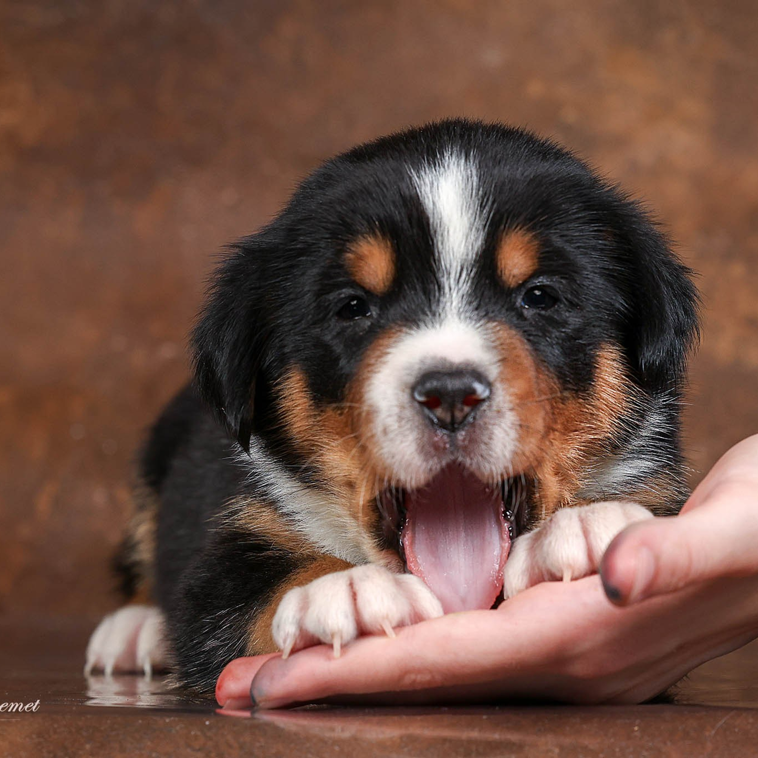 Щенки зенненхунда. Питомник Больших Швейцарских Зенненхундов в Калужской области