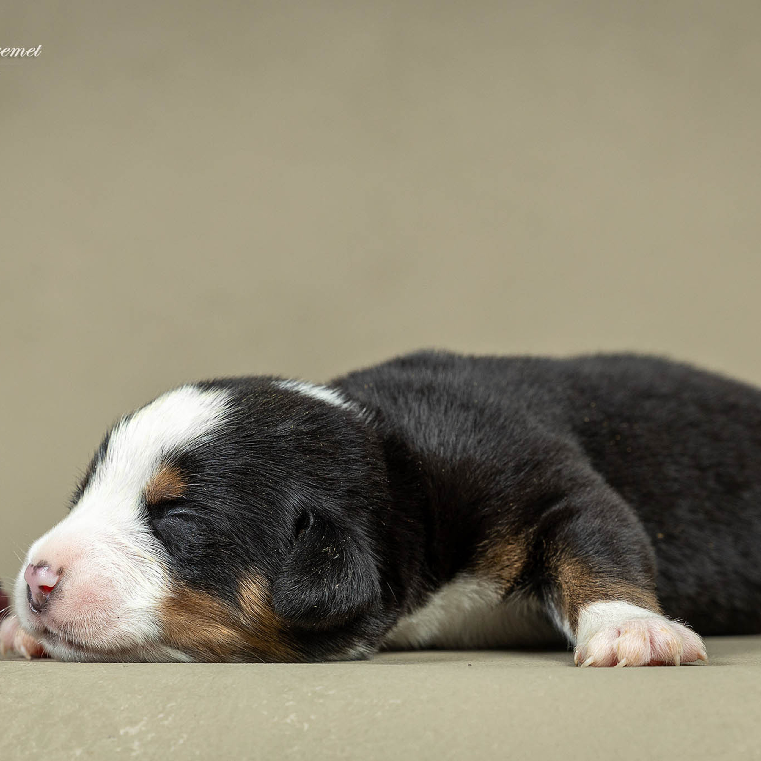 Щенки зенненхунда. Питомник Больших Швейцарских Зенненхундов в Калужской области