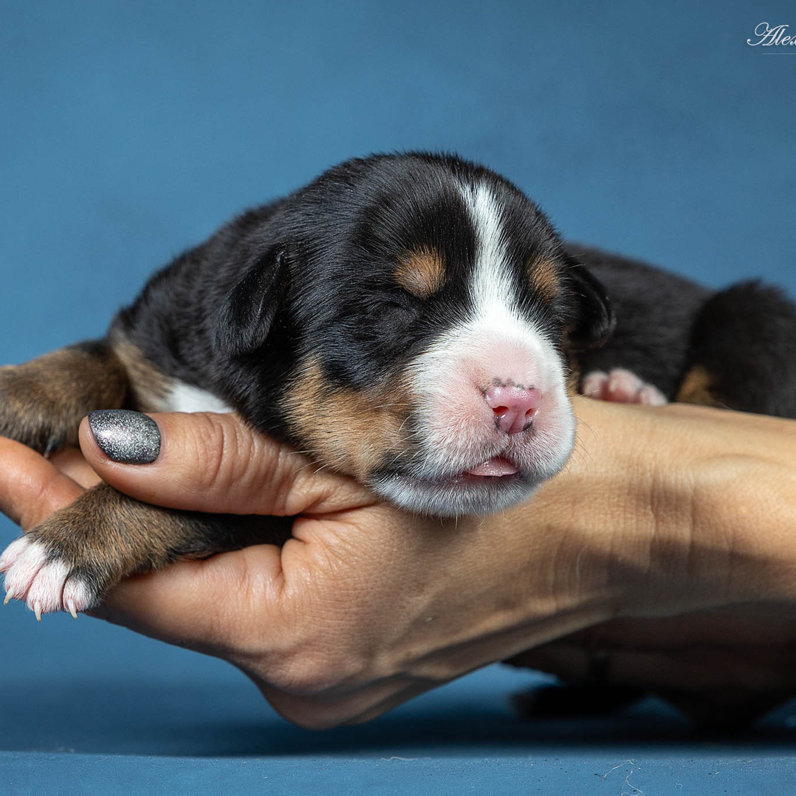 Щенки зенненхунда. Питомник Больших Швейцарских Зенненхундов в Калужской области