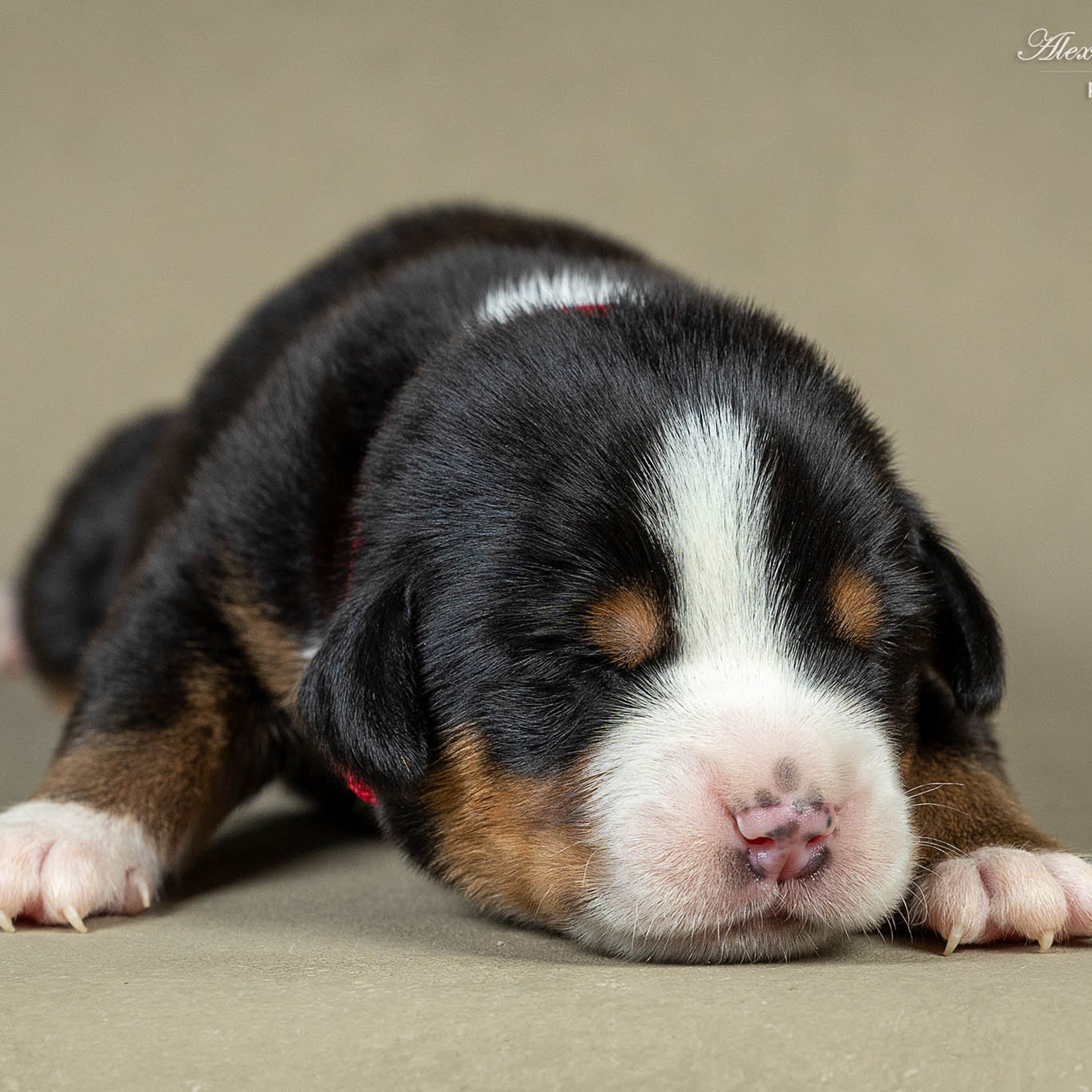 Щенки зенненхунда. Питомник Больших Швейцарских Зенненхундов в Калужской области