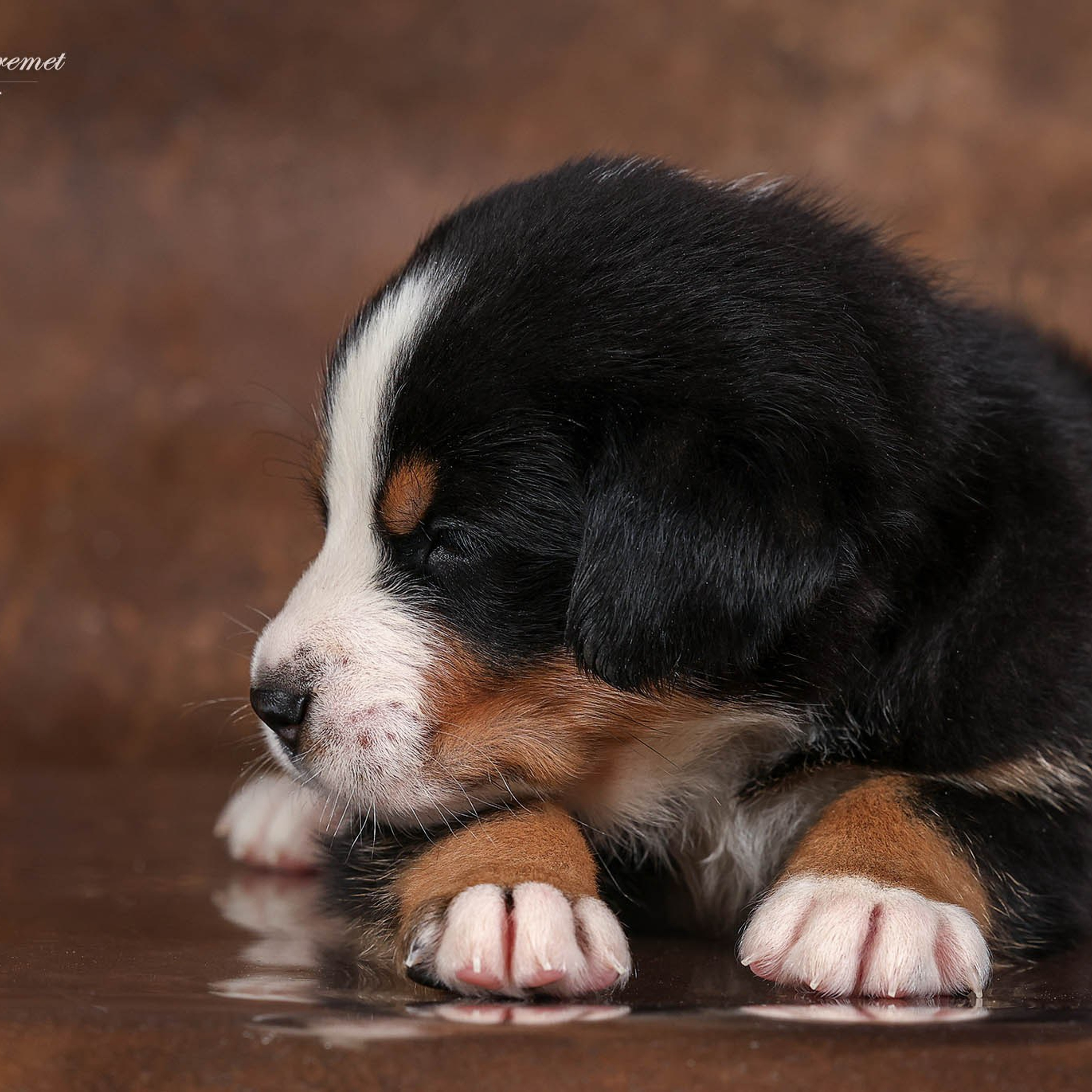 Щенки зенненхунда. Питомник Больших Швейцарских Зенненхундов в Калужской области