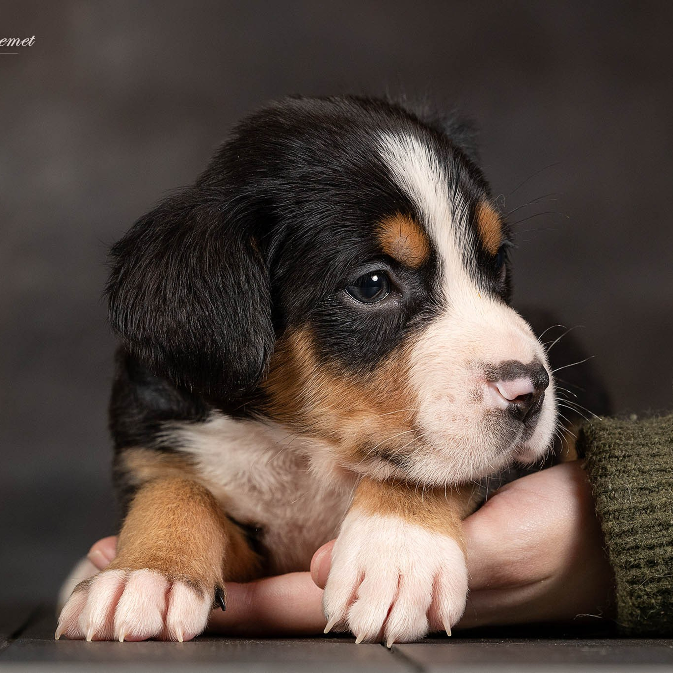 Щенки зенненхунда. Питомник Больших Швейцарских Зенненхундов в Калужской области