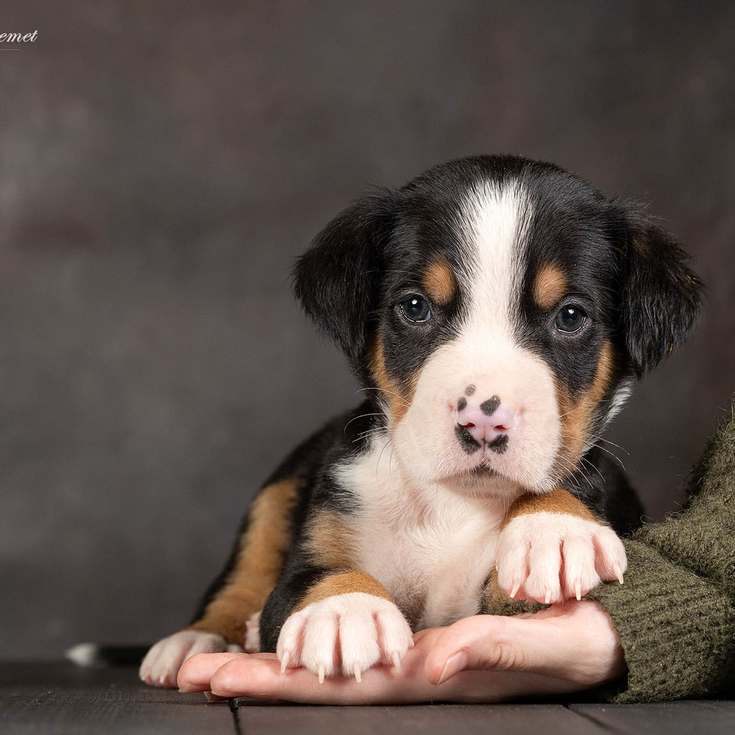 Щенки зенненхунда. Питомник Больших Швейцарских Зенненхундов в Калужской области