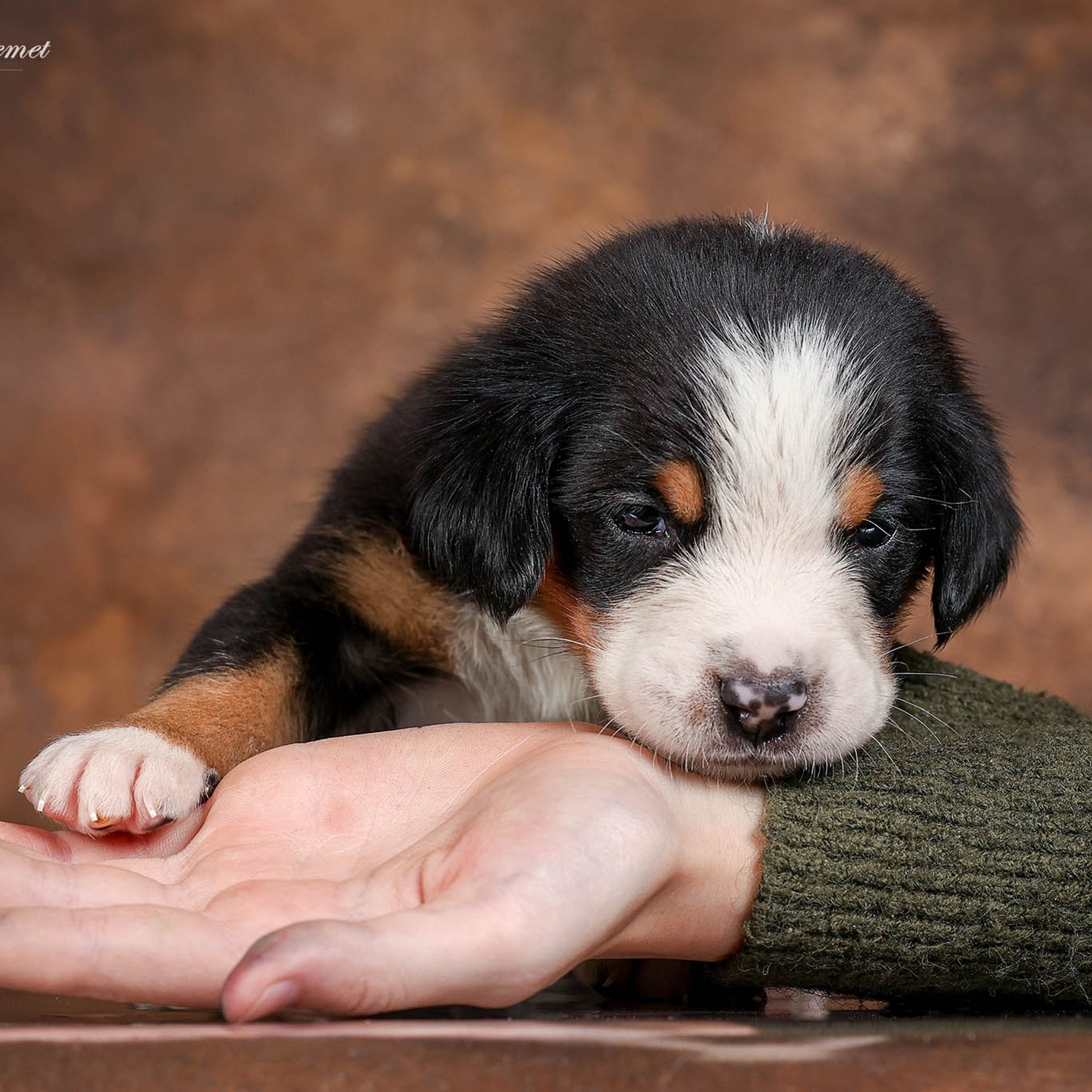Щенки зенненхунда. Питомник Больших Швейцарских Зенненхундов в Калужской области
