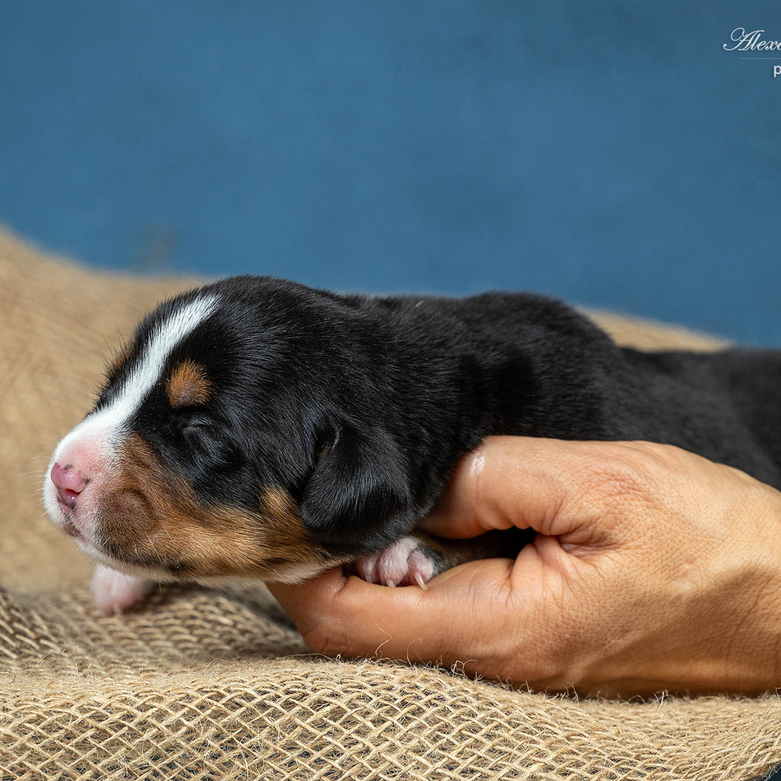 Щенки зенненхунда. Питомник Больших Швейцарских Зенненхундов в Калужской области