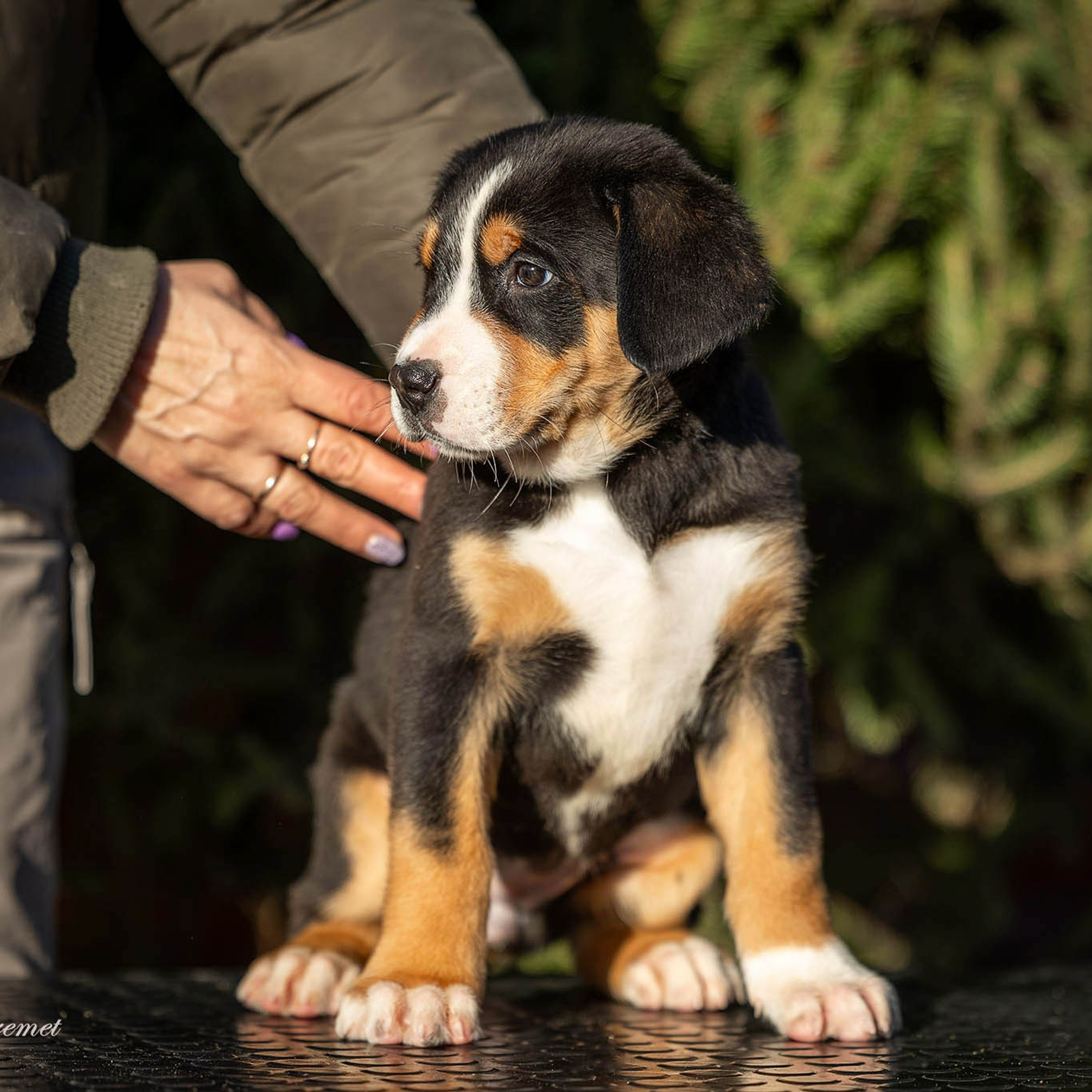 Щенки зенненхунда. Питомник Больших Швейцарских Зенненхундов в Калужской области