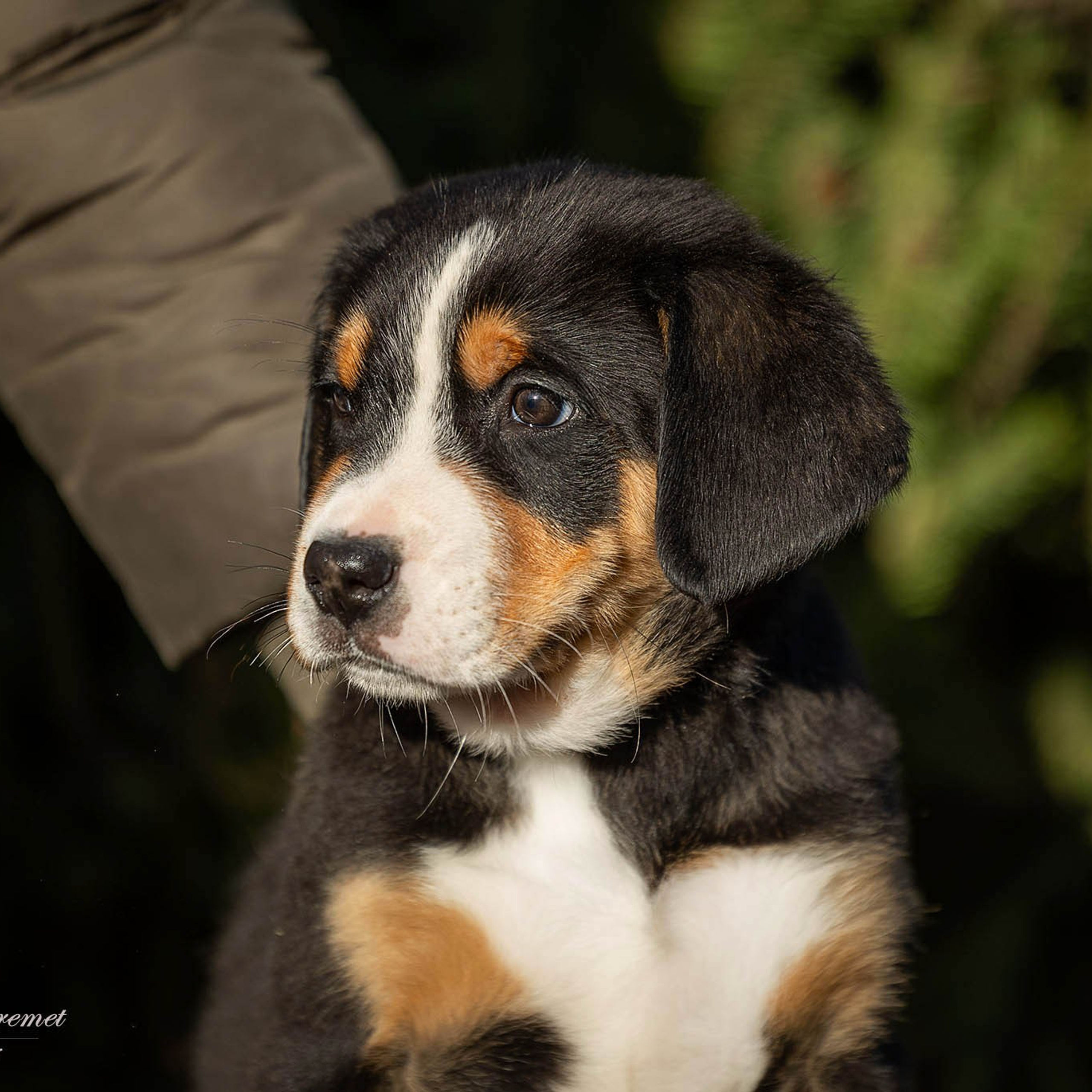 Щенки зенненхунда. Питомник Больших Швейцарских Зенненхундов в Калужской области