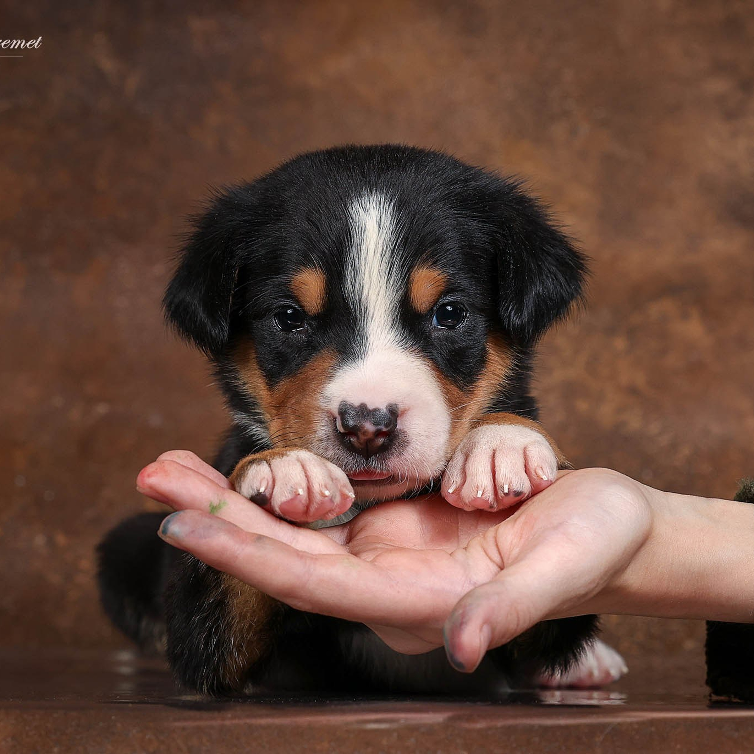 Щенки зенненхунда. Питомник Больших Швейцарских Зенненхундов в Калужской области