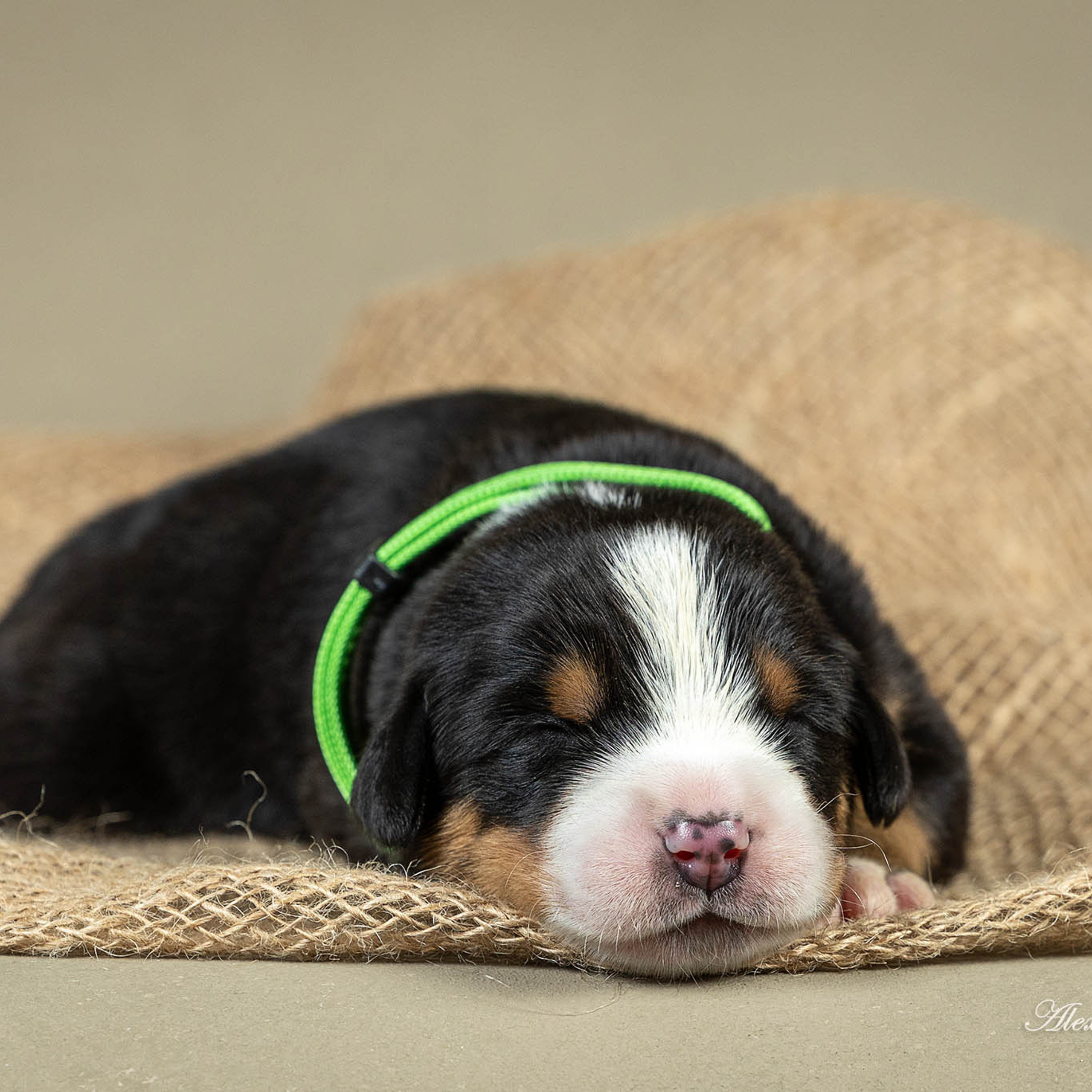 Щенки зенненхунда. Питомник Больших Швейцарских Зенненхундов в Калужской области