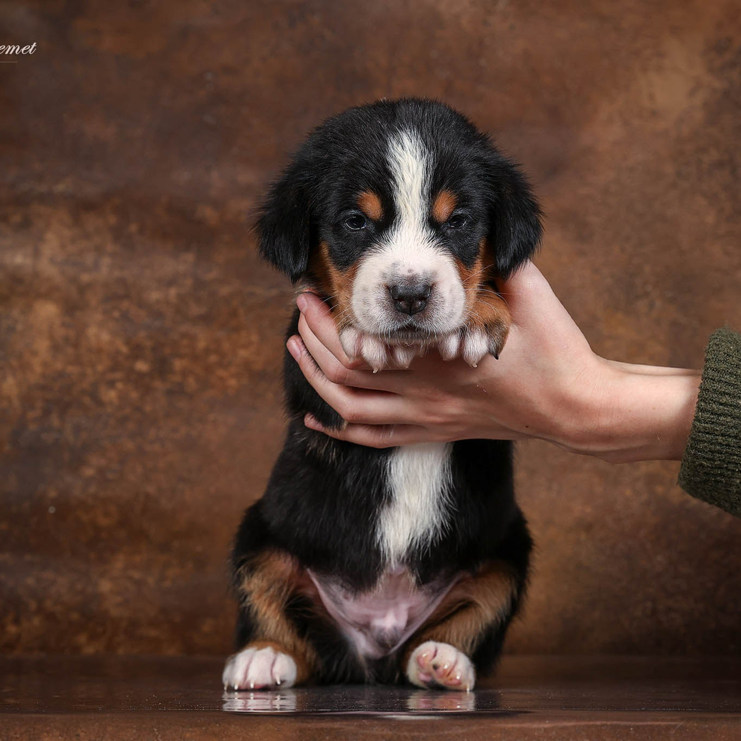Щенки зенненхунда. Питомник Больших Швейцарских Зенненхундов в Калужской области