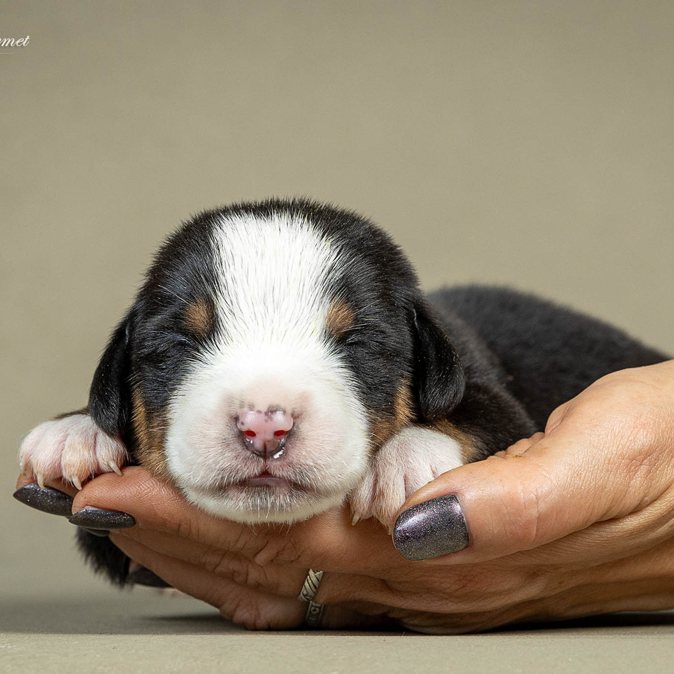 Щенки зенненхунда. Питомник Больших Швейцарских Зенненхундов в Калужской области