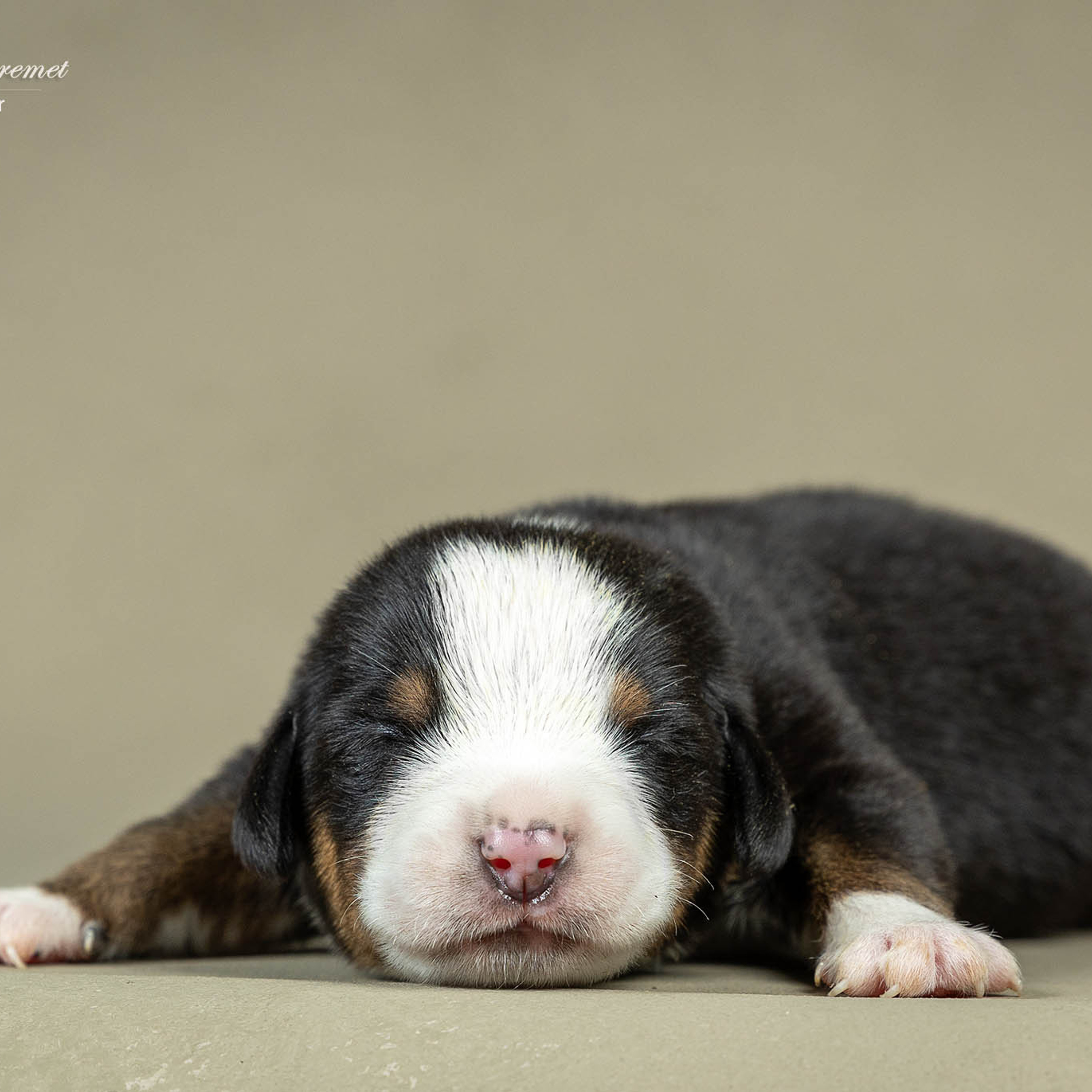 Щенки зенненхунда. Питомник Больших Швейцарских Зенненхундов в Калужской области