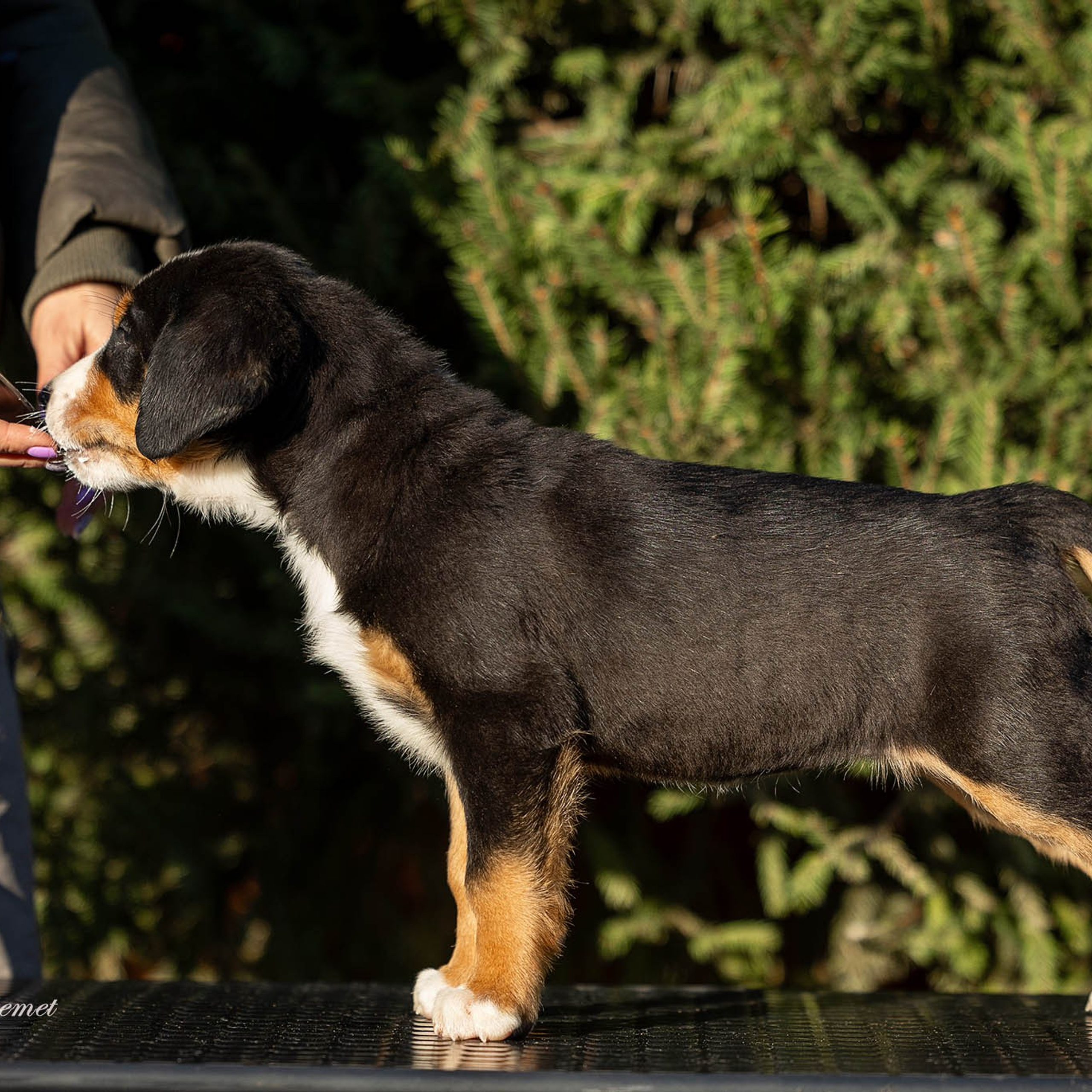 Щенки зенненхунда. Питомник Больших Швейцарских Зенненхундов в Калужской области