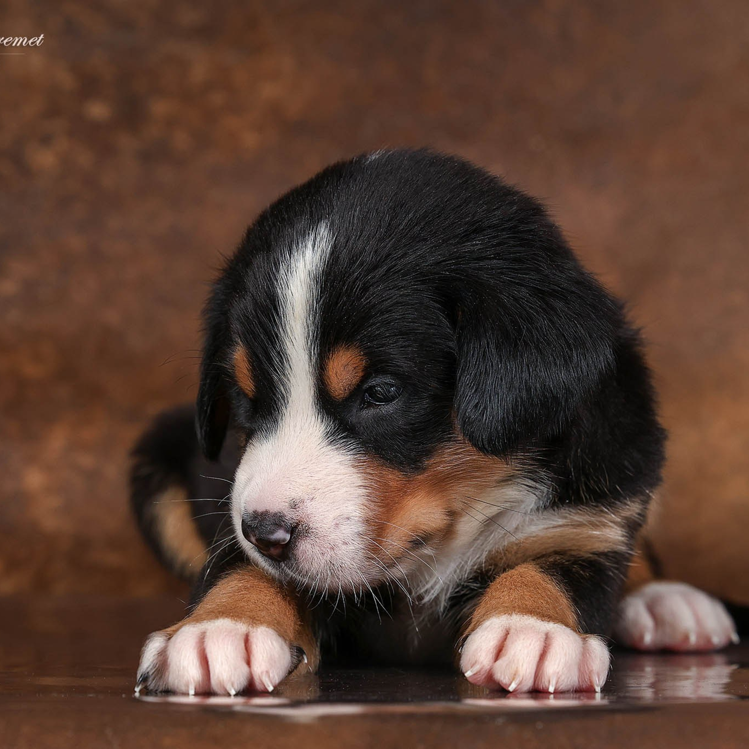 Щенки зенненхунда. Питомник Больших Швейцарских Зенненхундов в Калужской области