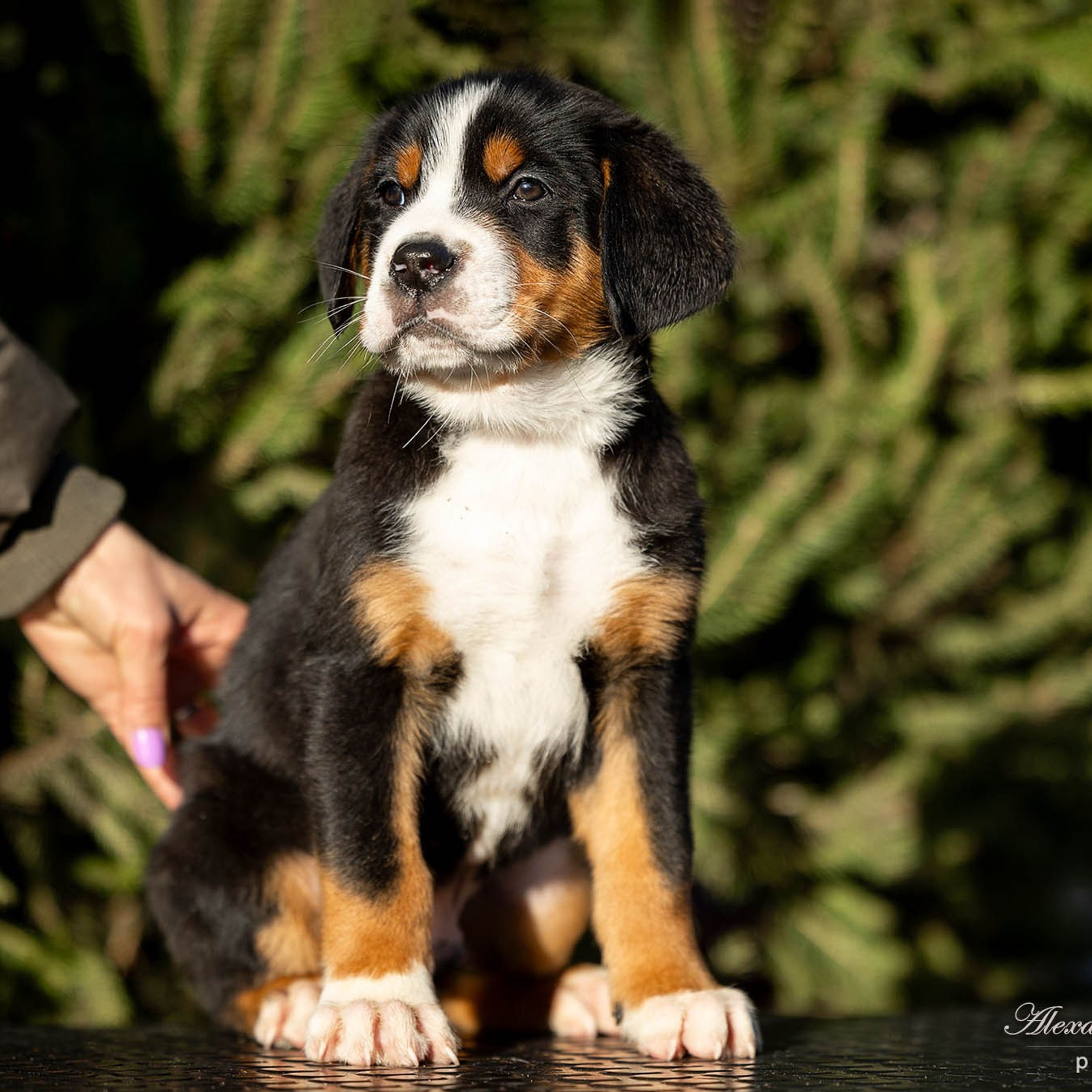 Щенки зенненхунда. Питомник Больших Швейцарских Зенненхундов в Калужской области