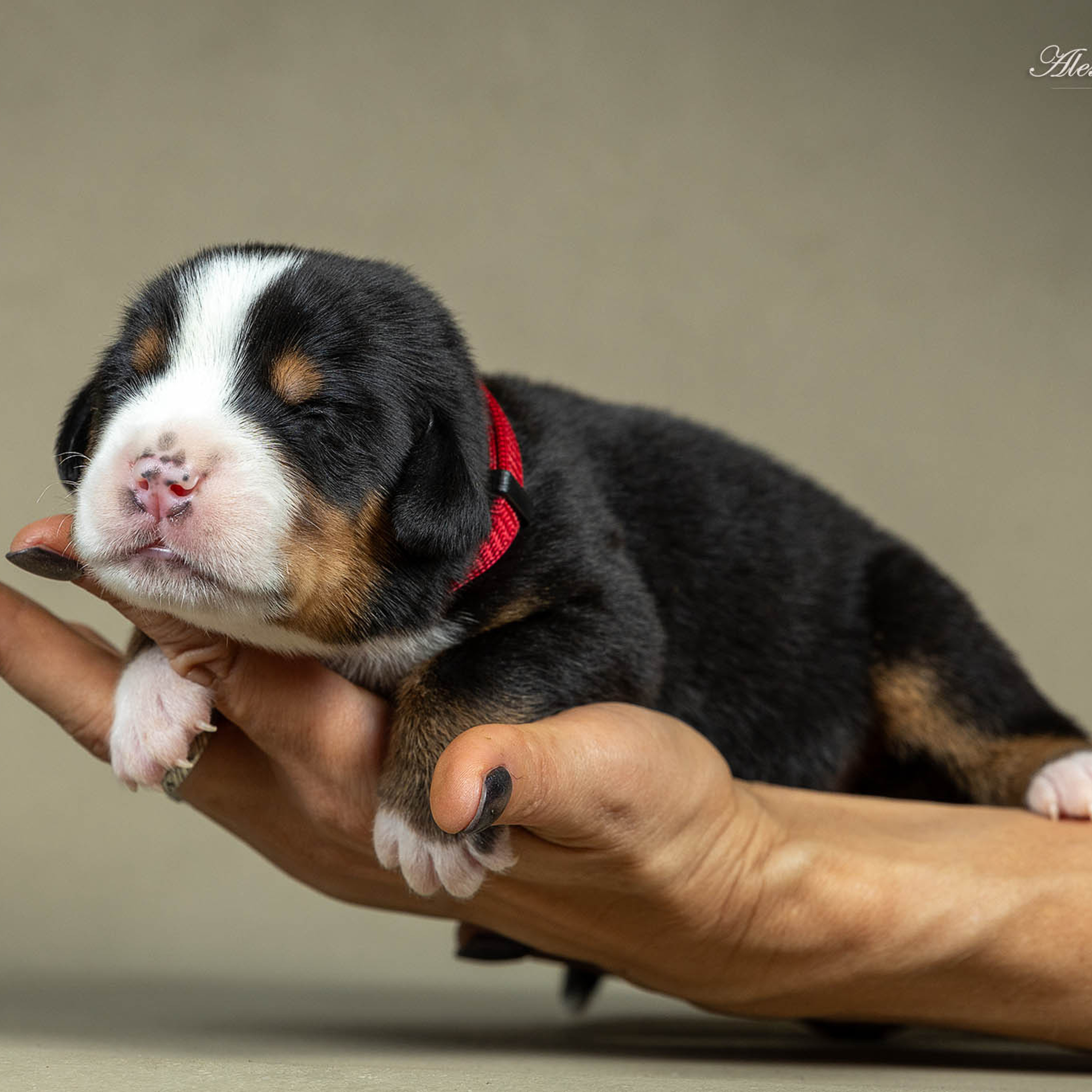 Щенки зенненхунда. Питомник Больших Швейцарских Зенненхундов в Калужской области