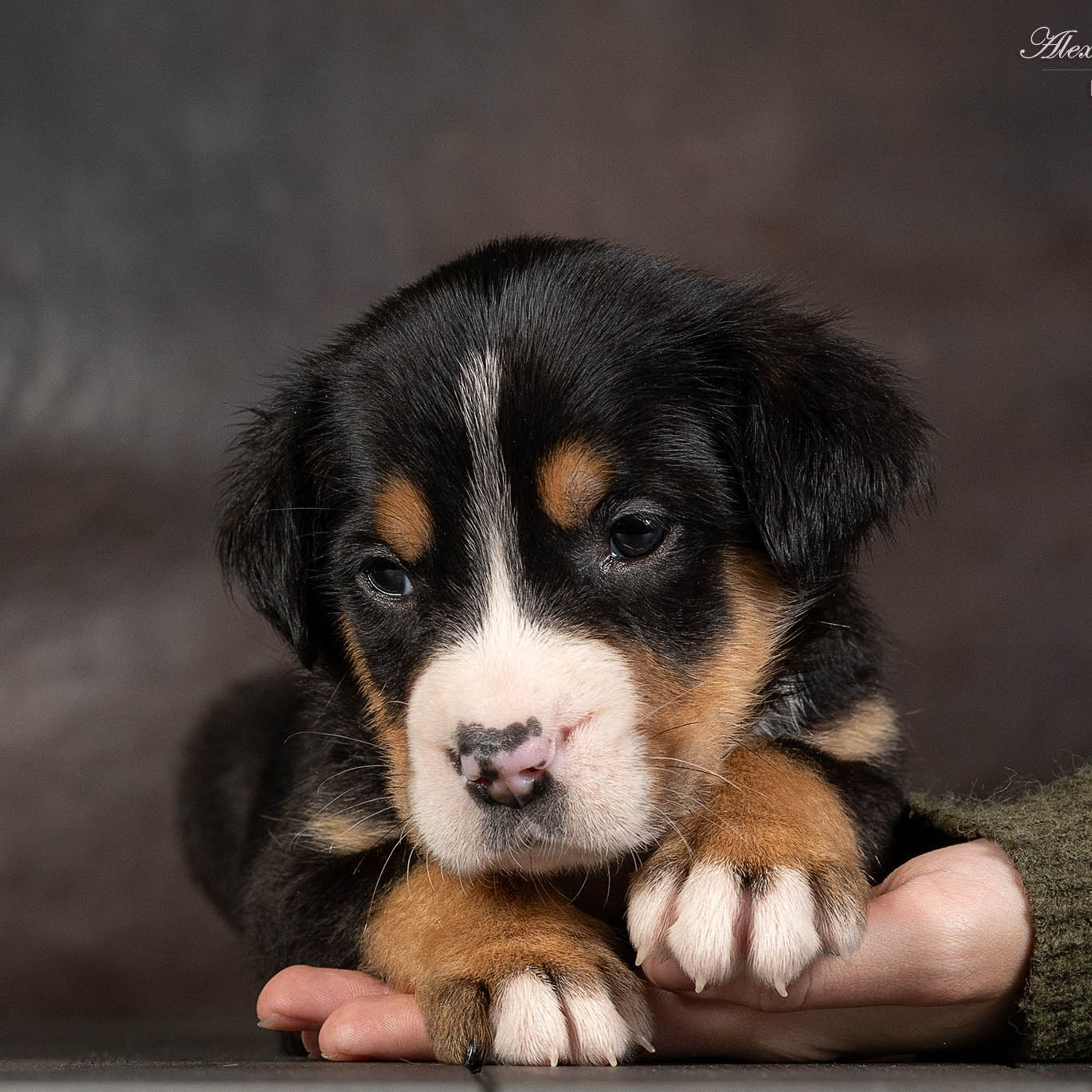 Щенки зенненхунда. Питомник Больших Швейцарских Зенненхундов в Калужской области