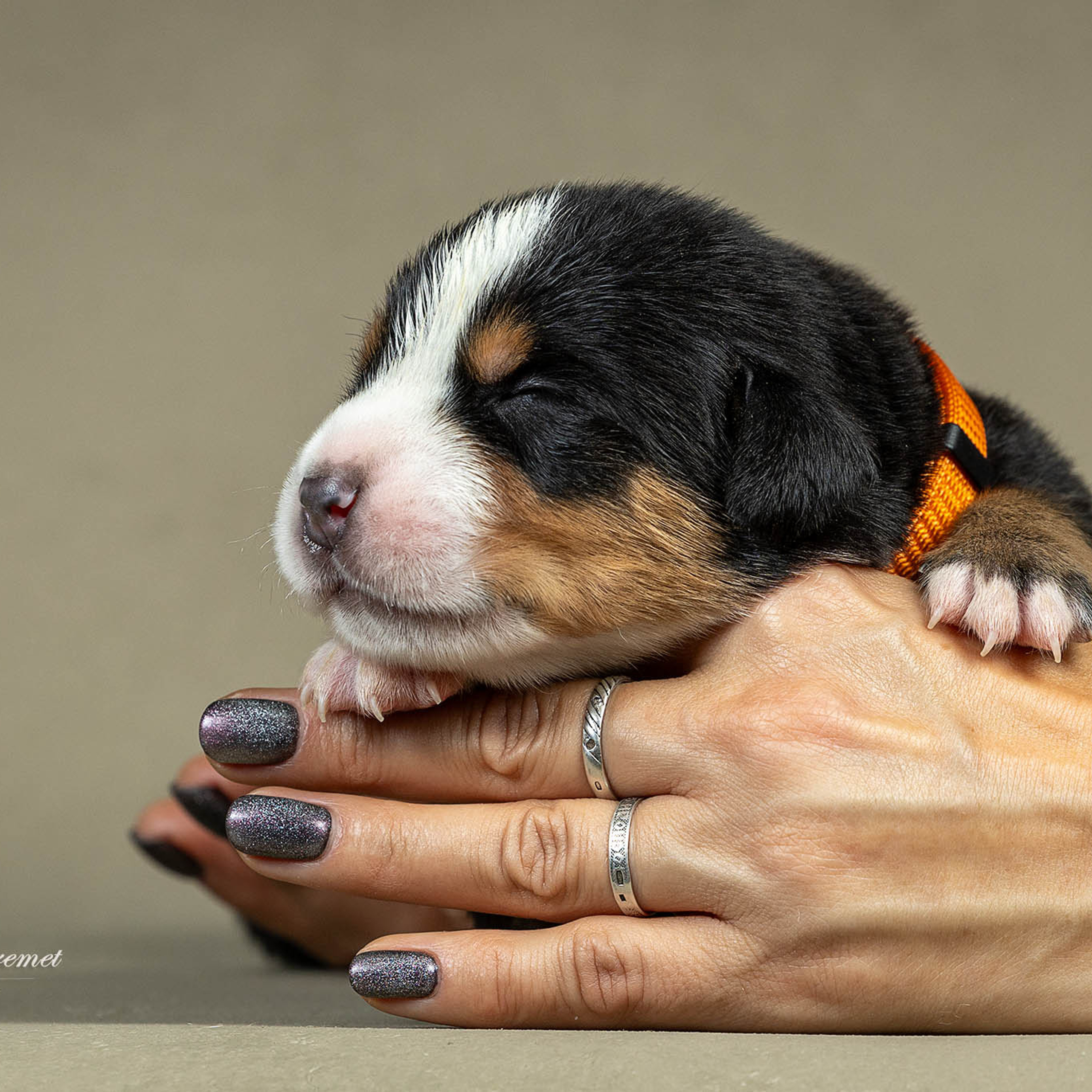 Щенки зенненхунда. Питомник Больших Швейцарских Зенненхундов в Калужской области