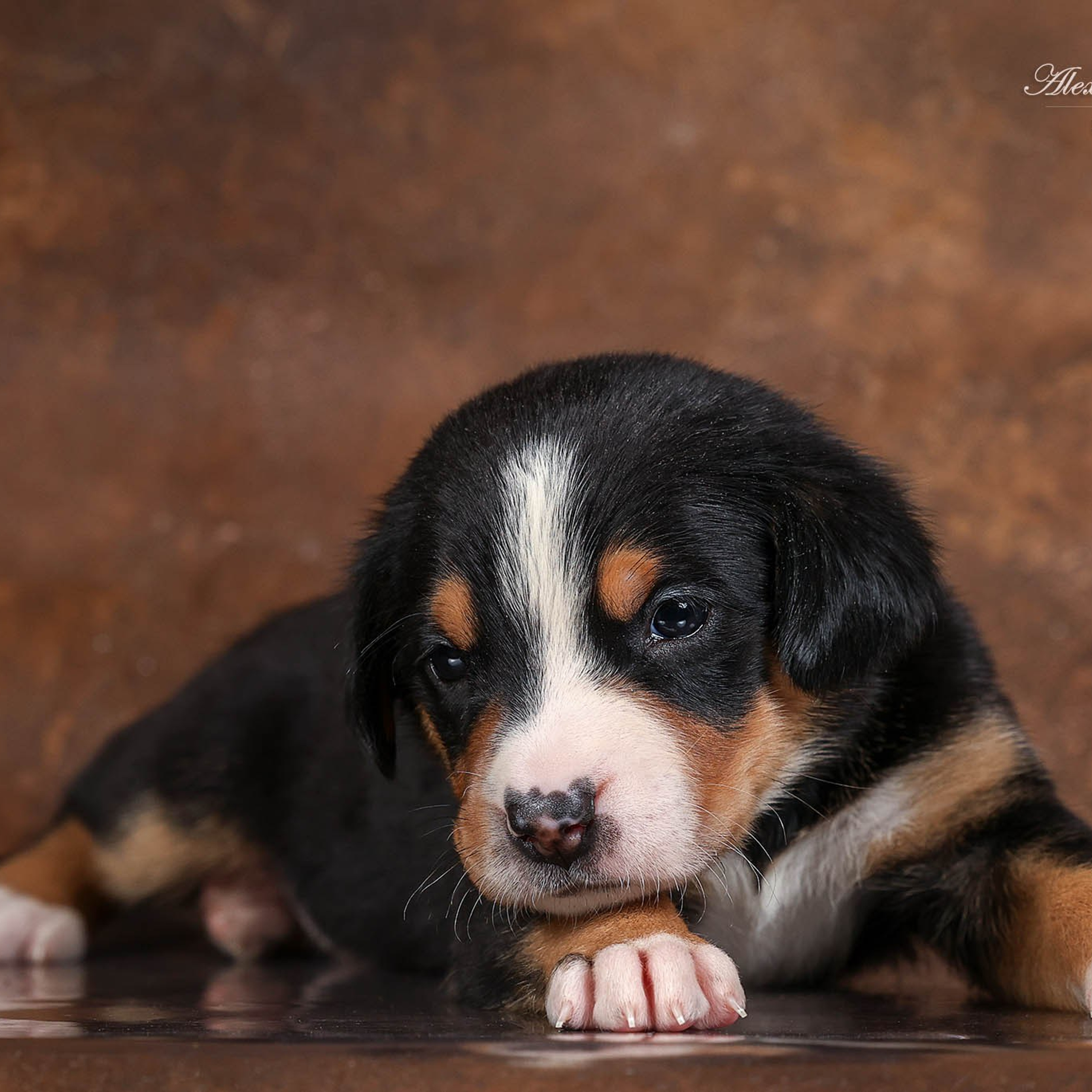 Щенки зенненхунда. Питомник Больших Швейцарских Зенненхундов в Калужской области