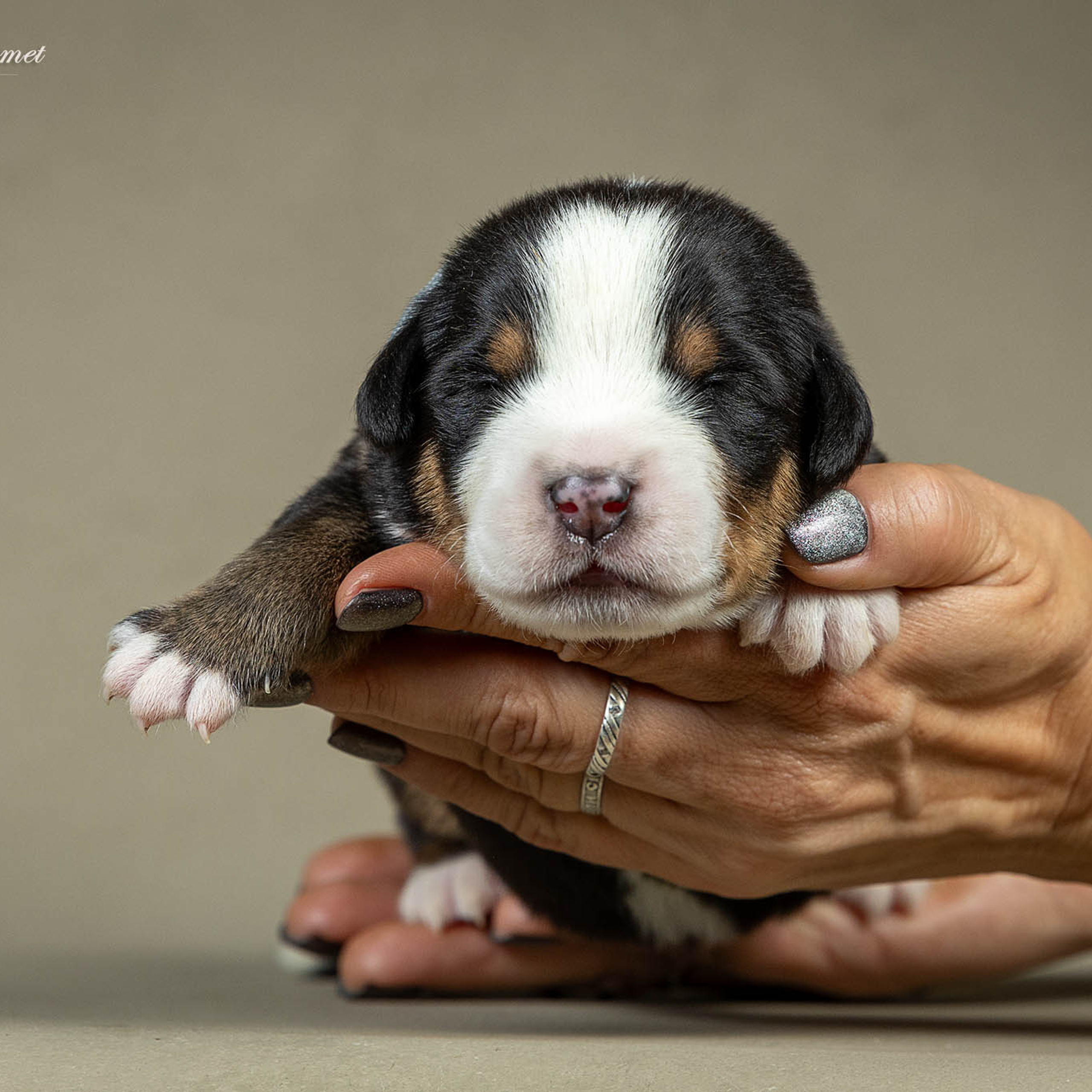 Щенки зенненхунда. Питомник Больших Швейцарских Зенненхундов в Калужской области