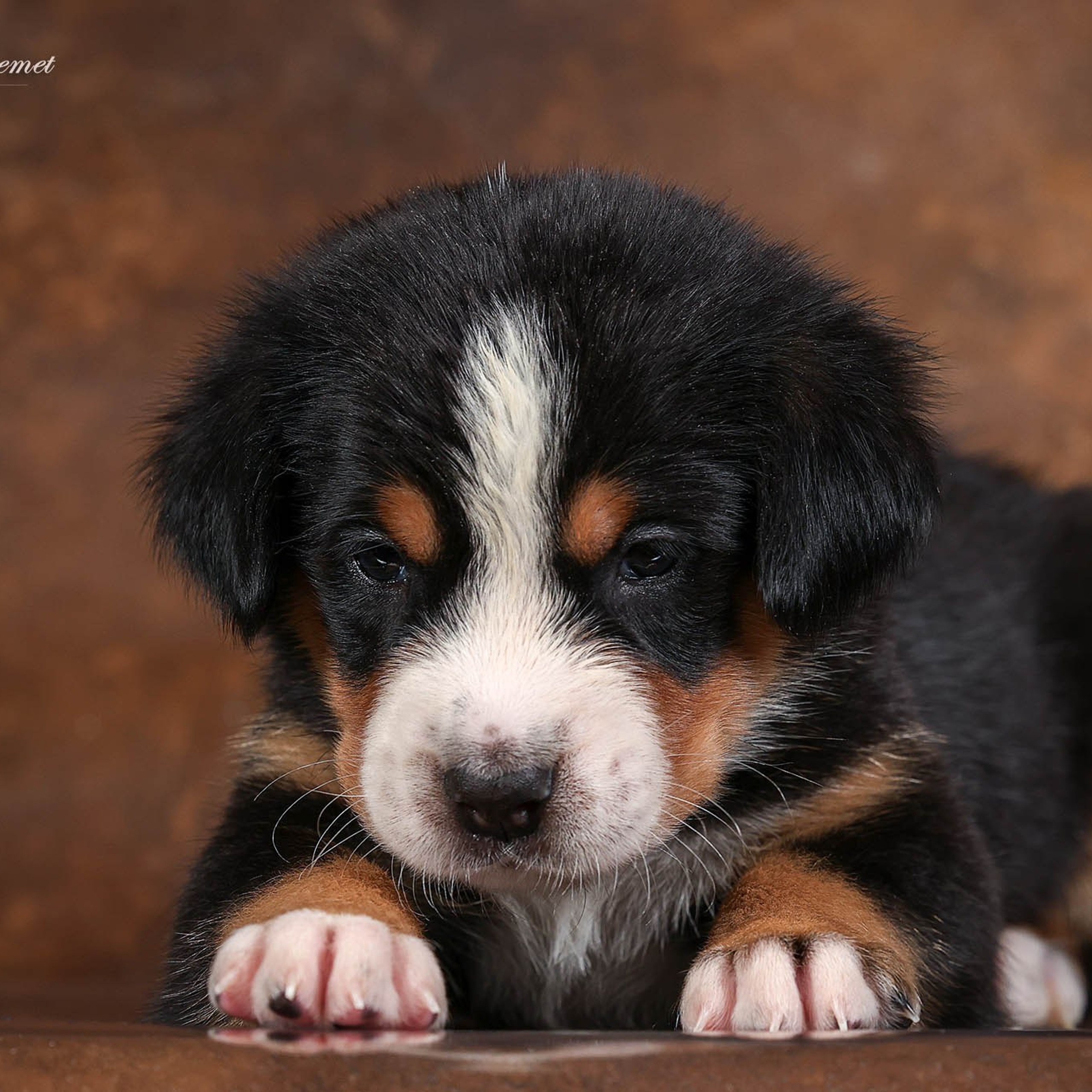 Щенки зенненхунда. Питомник Больших Швейцарских Зенненхундов в Калужской области