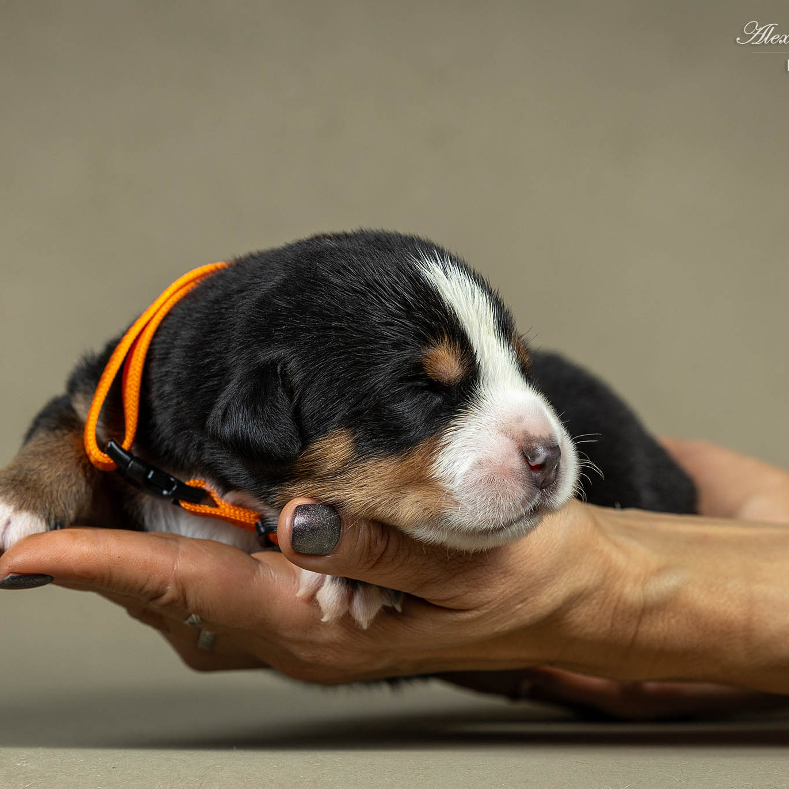 Щенки зенненхунда. Питомник Больших Швейцарских Зенненхундов в Калужской области