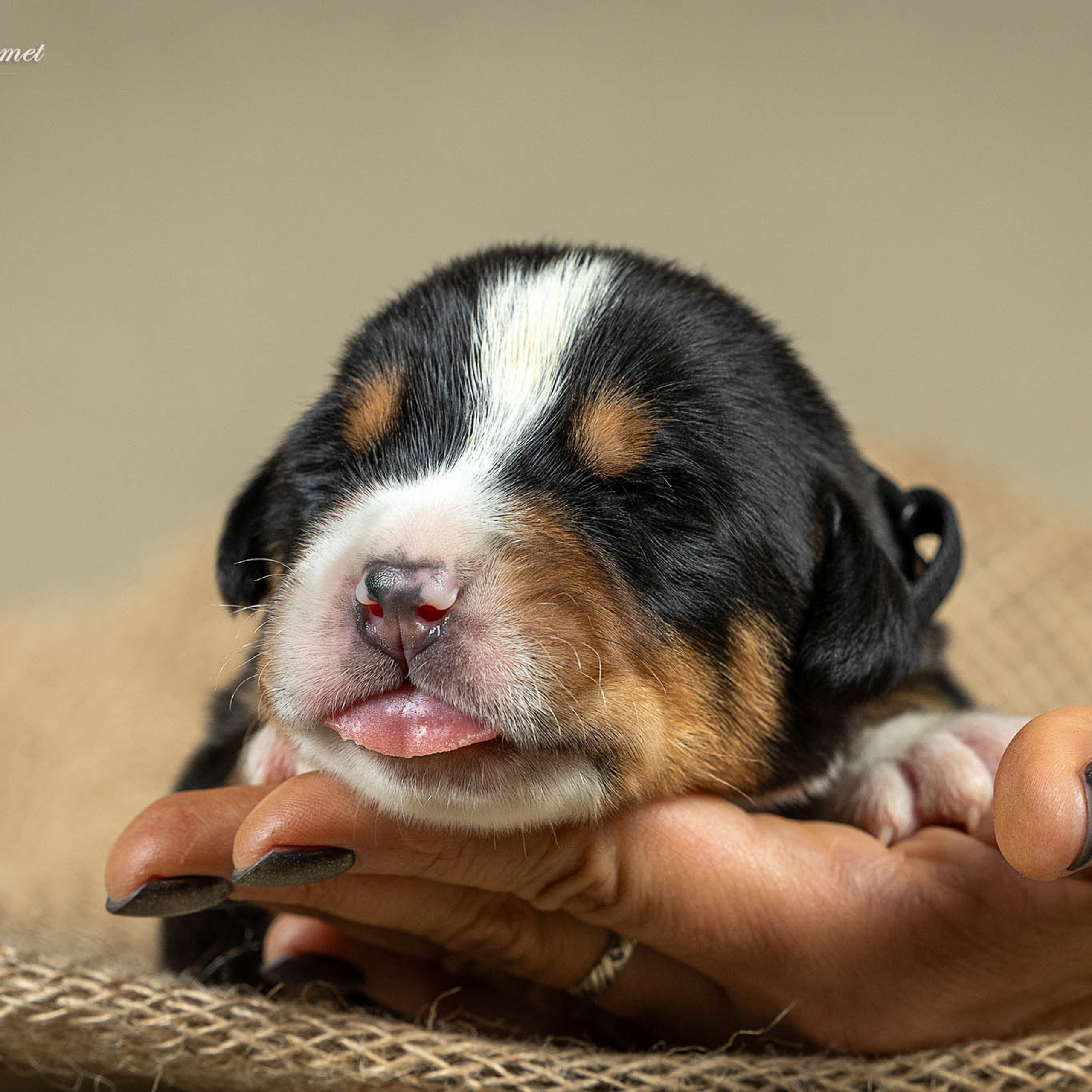 Щенки зенненхунда. Питомник Больших Швейцарских Зенненхундов в Калужской области
